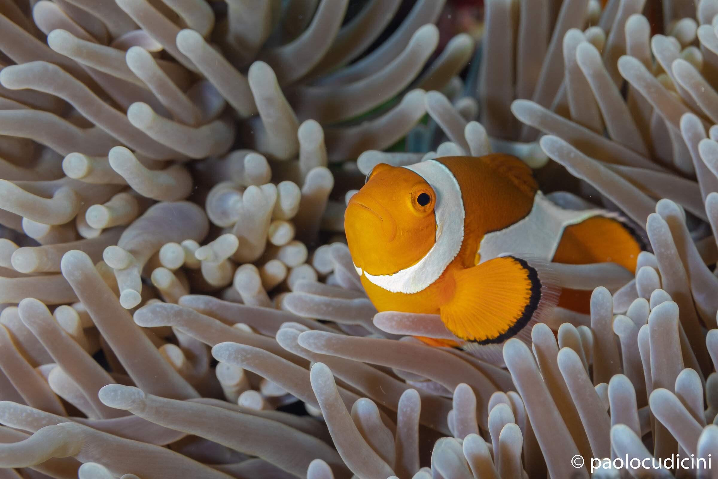 False clown fish. Bunaken.