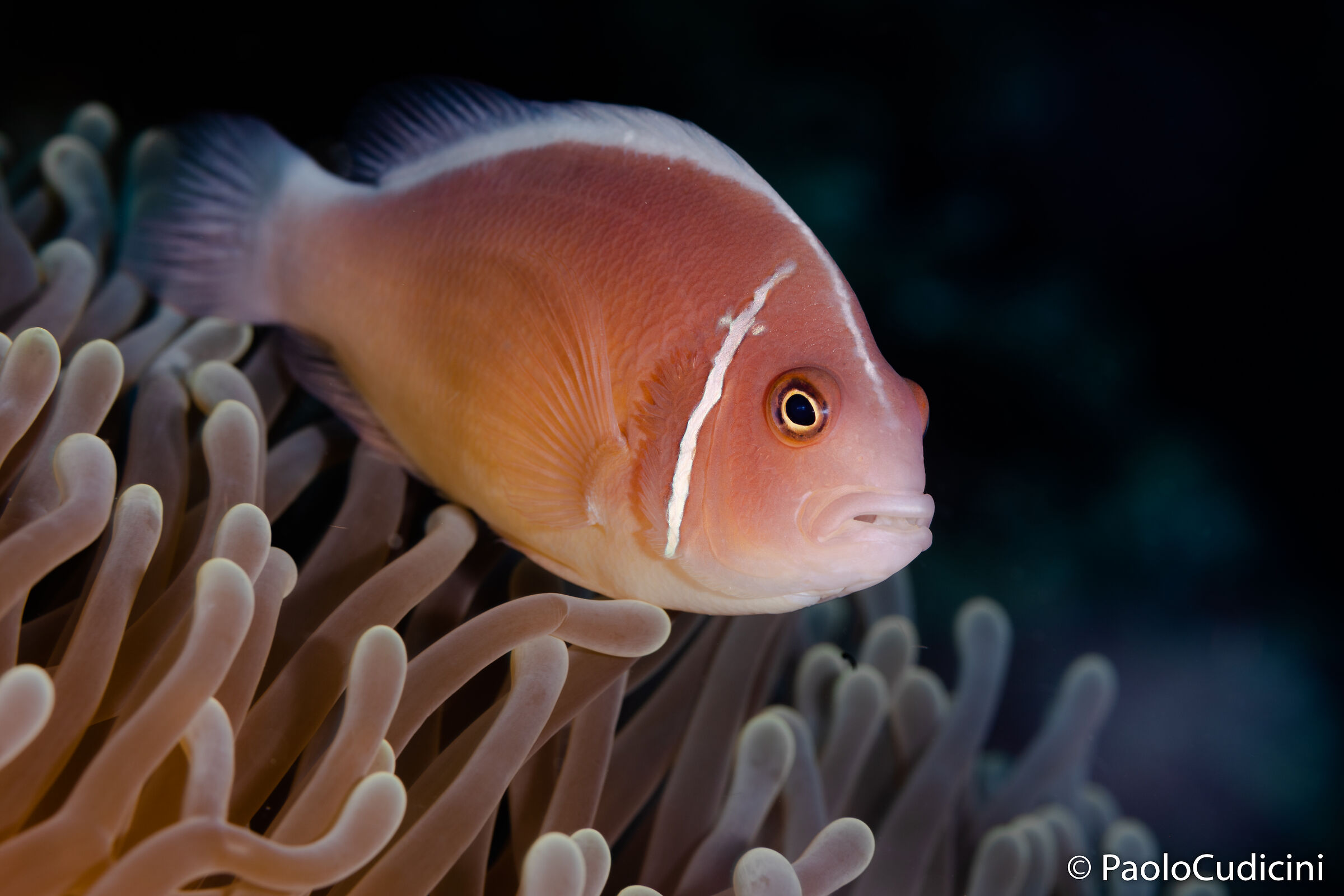 Pink anemone fish. Bunaken.