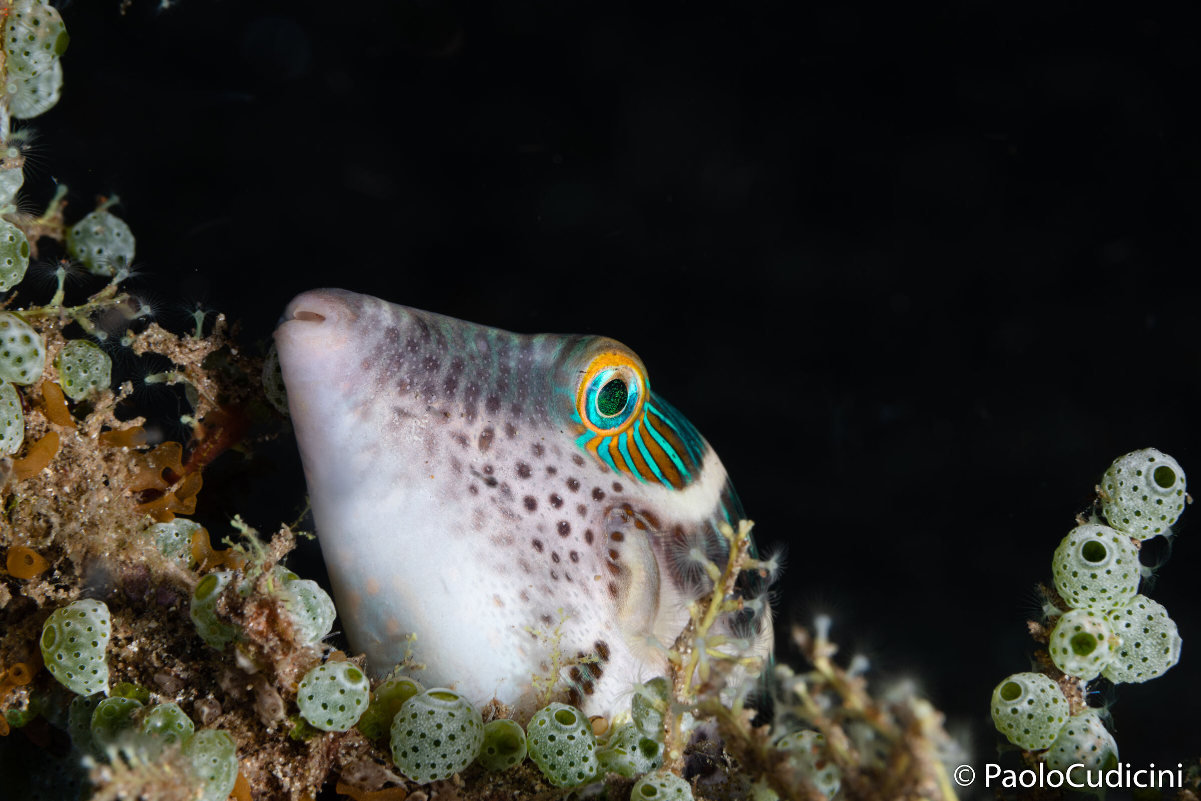 Canthigaster Valentini. Bunaken.