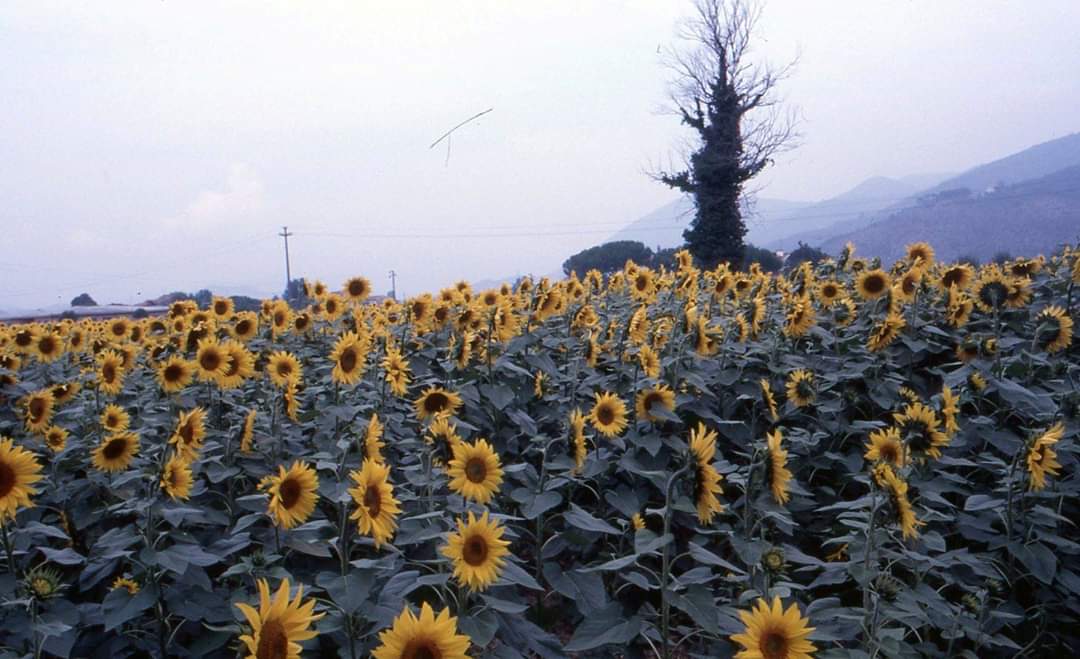 Sunflowers