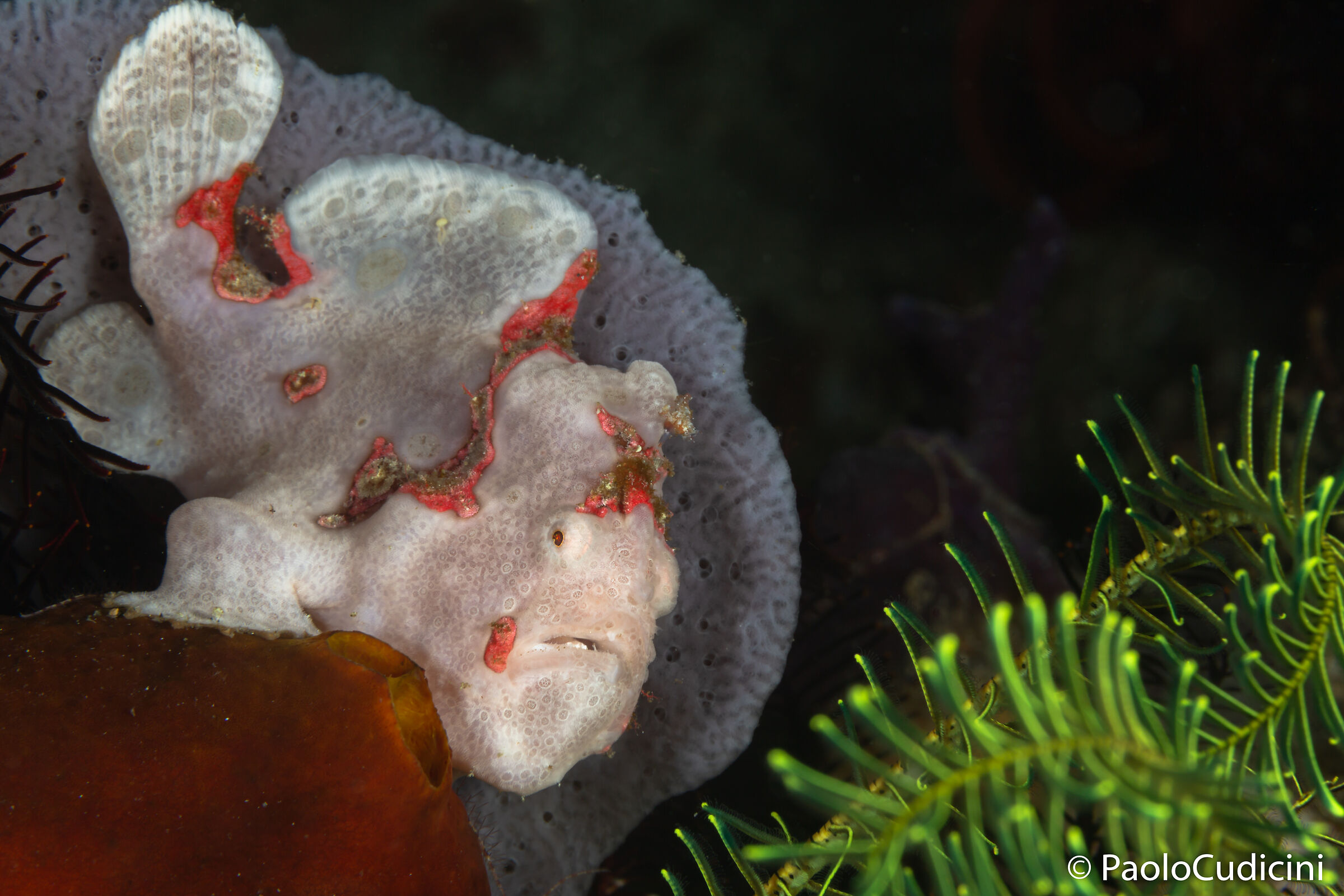 Antennarius pictus. Komodo