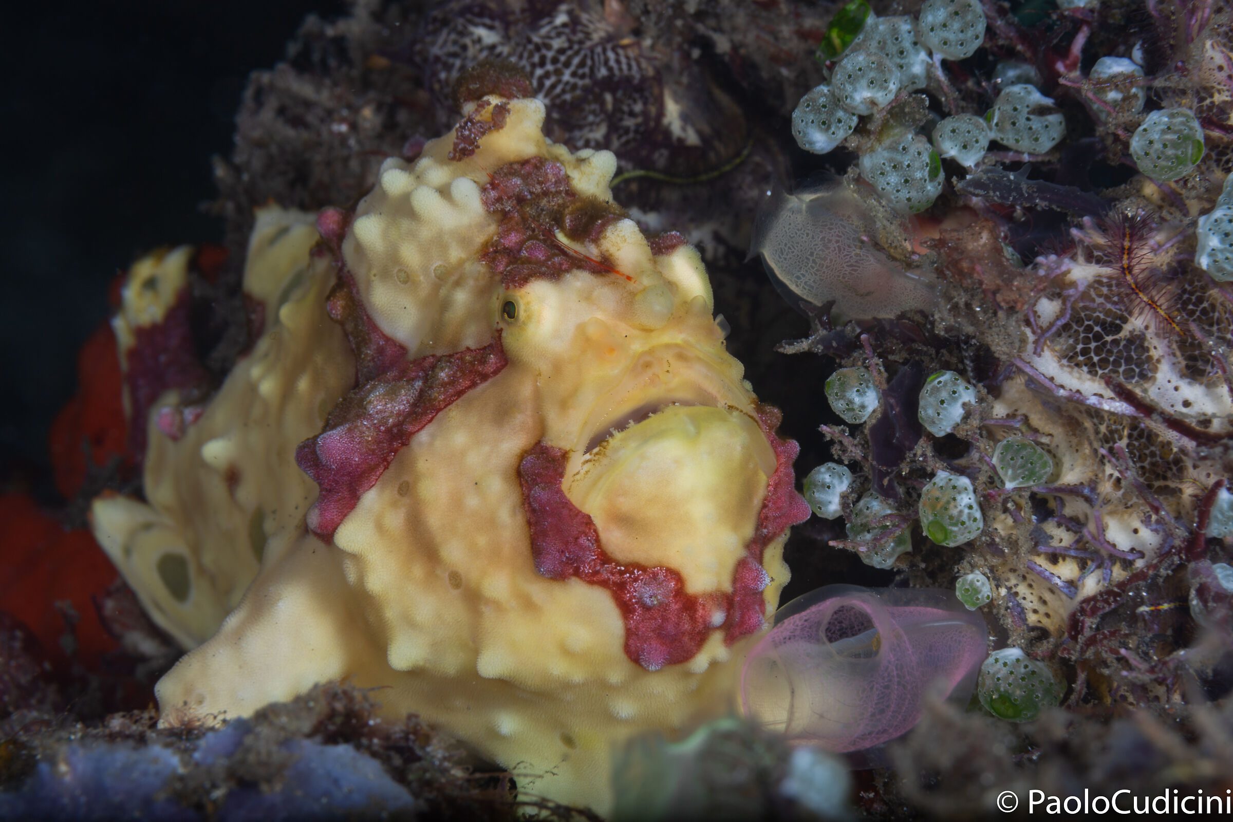 Antennarius maculatus. Lembeh