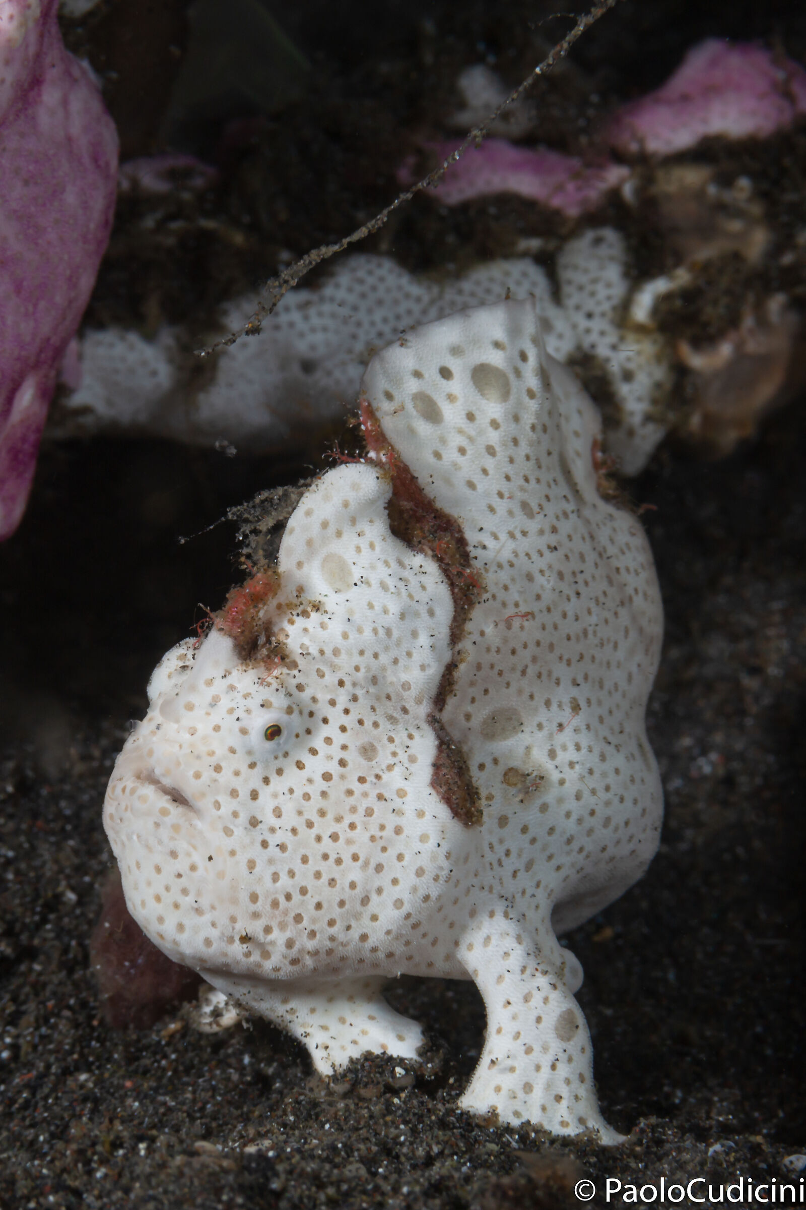 Antennarius pictus. Lembeh