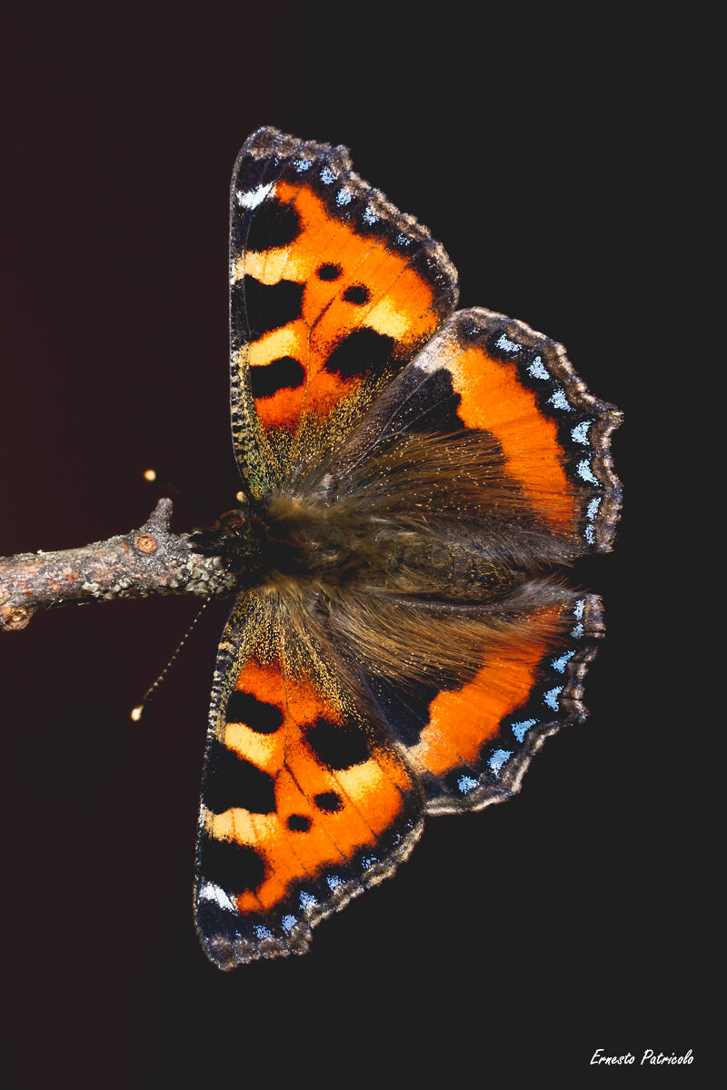 Nymphalis polychloros (Linnaeus, 1758)