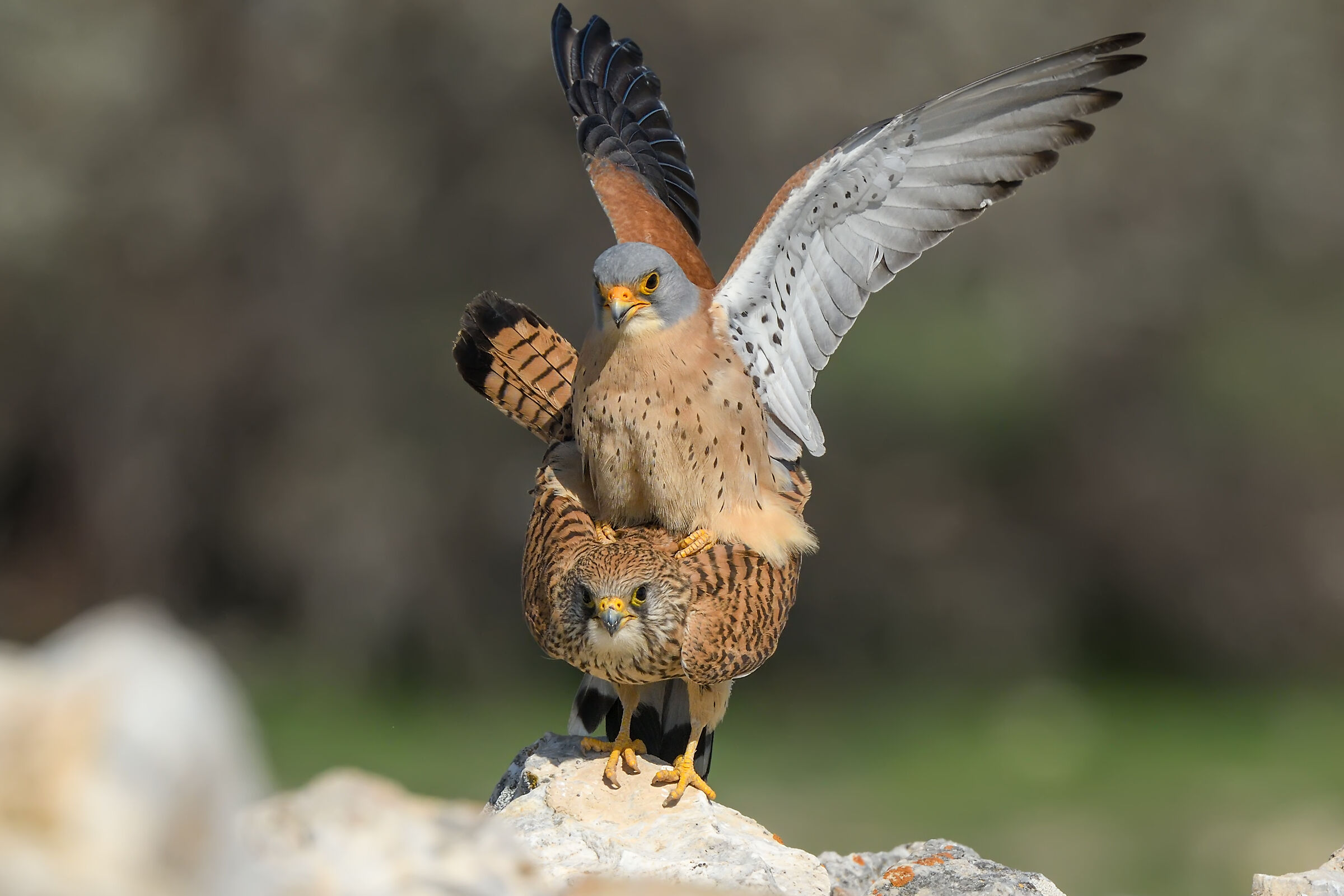 Falco naumanni - Kestrel minore