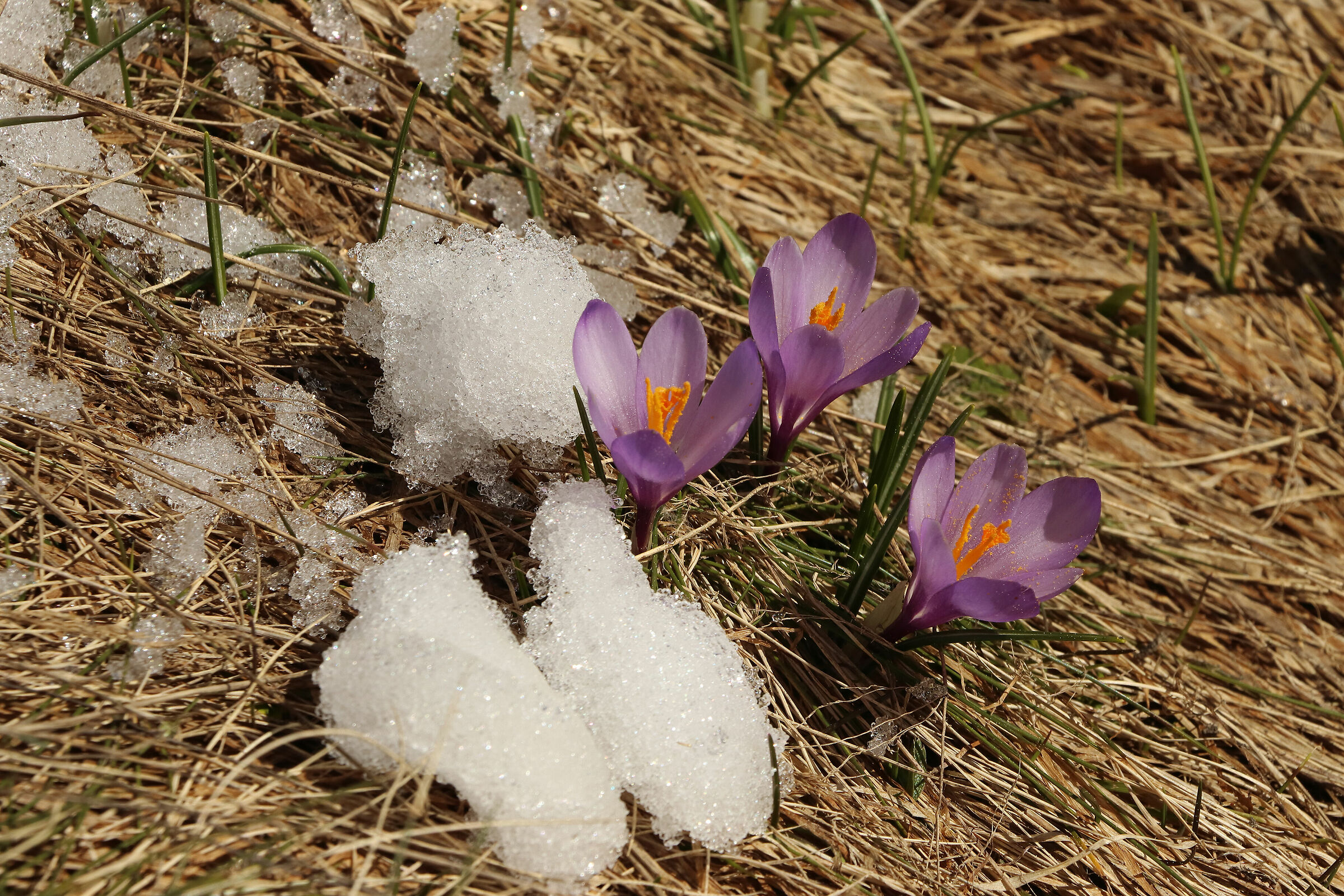 il risveglio...crocus