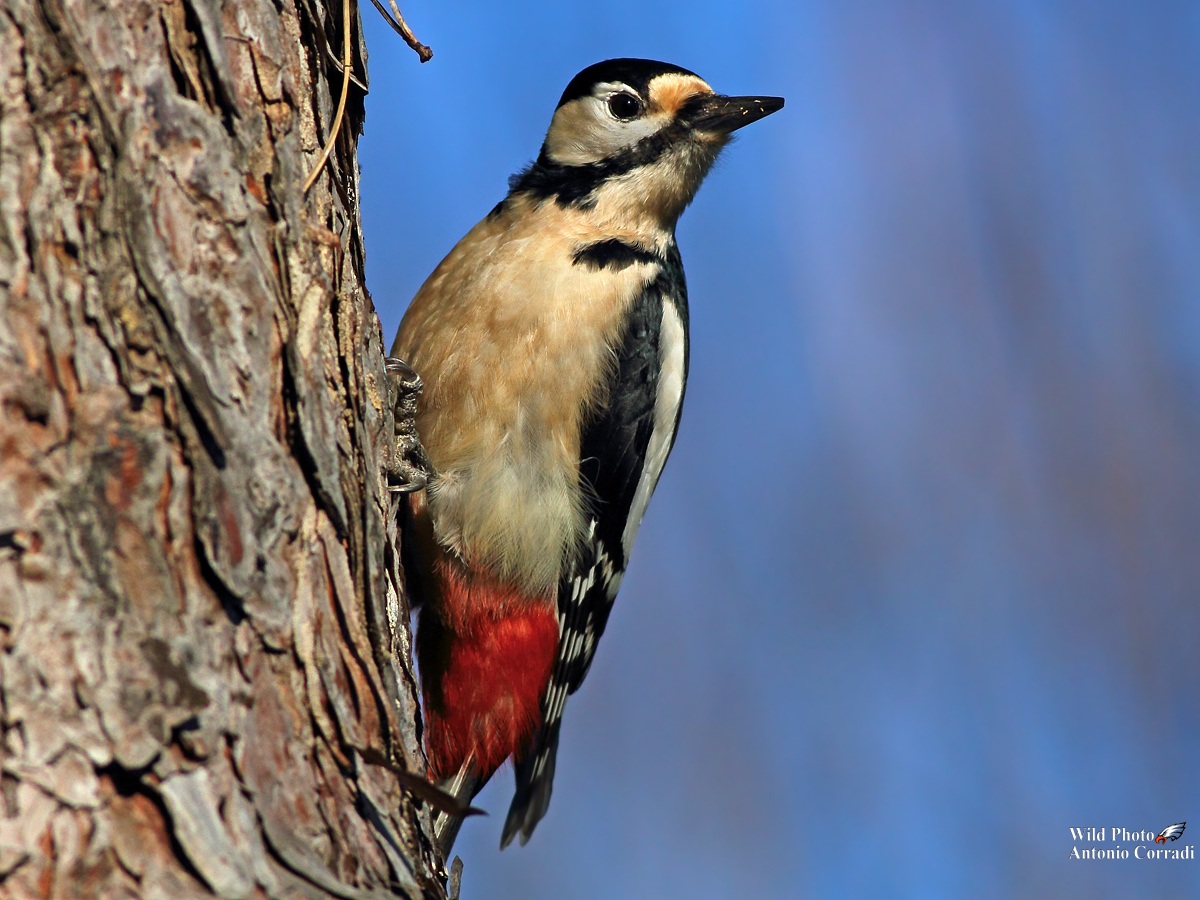 Picchio Rosso Femmina