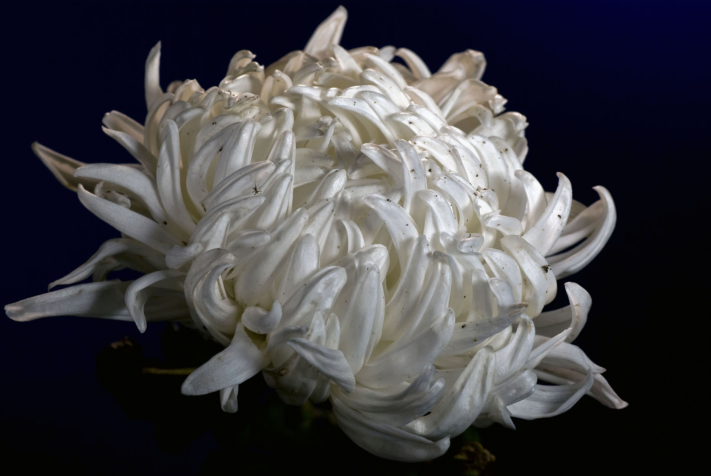 Chrysanthemum