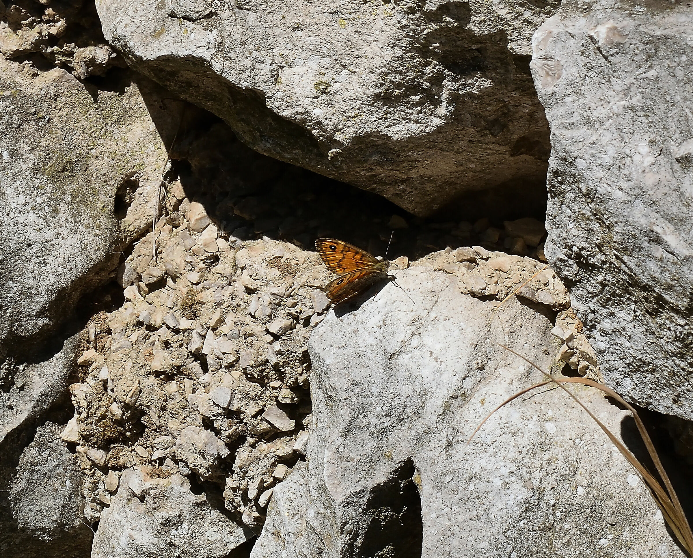 The first butterflies