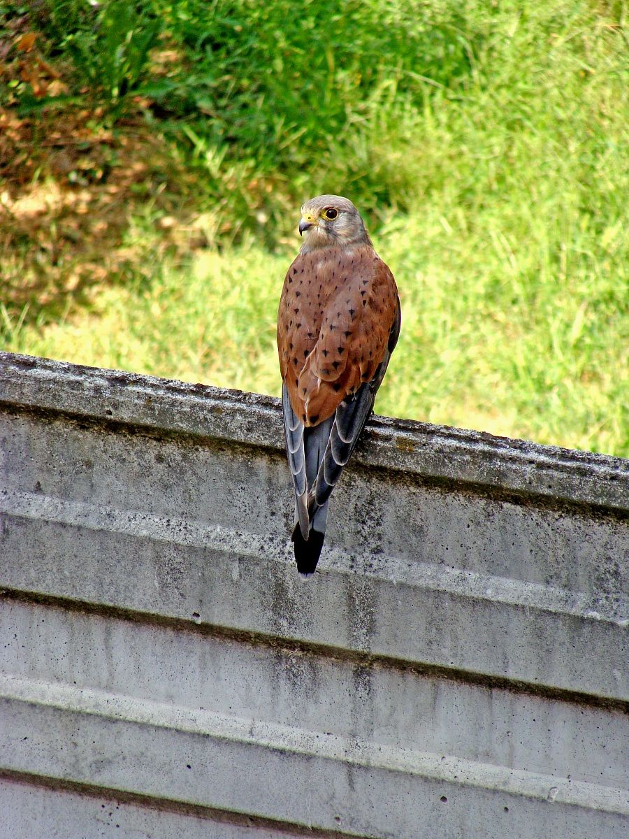 Kestrel lost in the city
