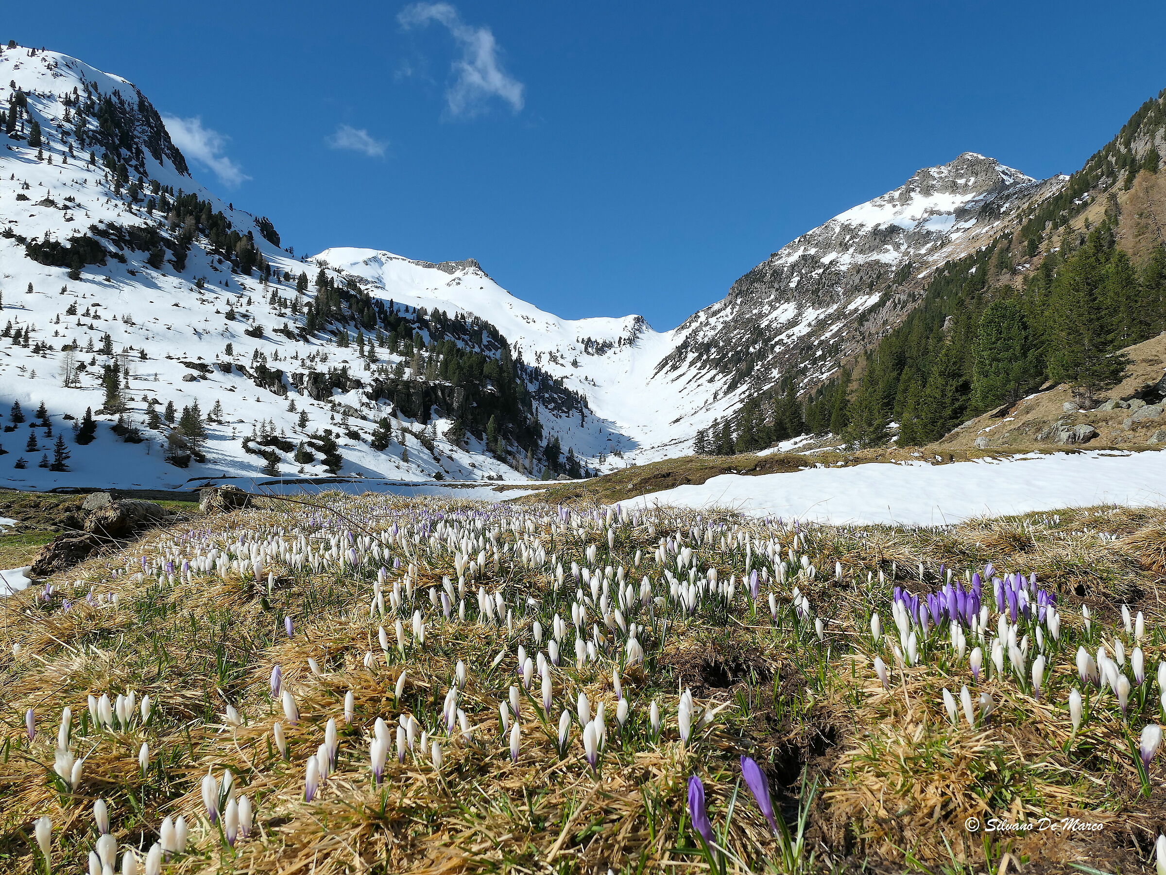 Primavera a malga Lagorai