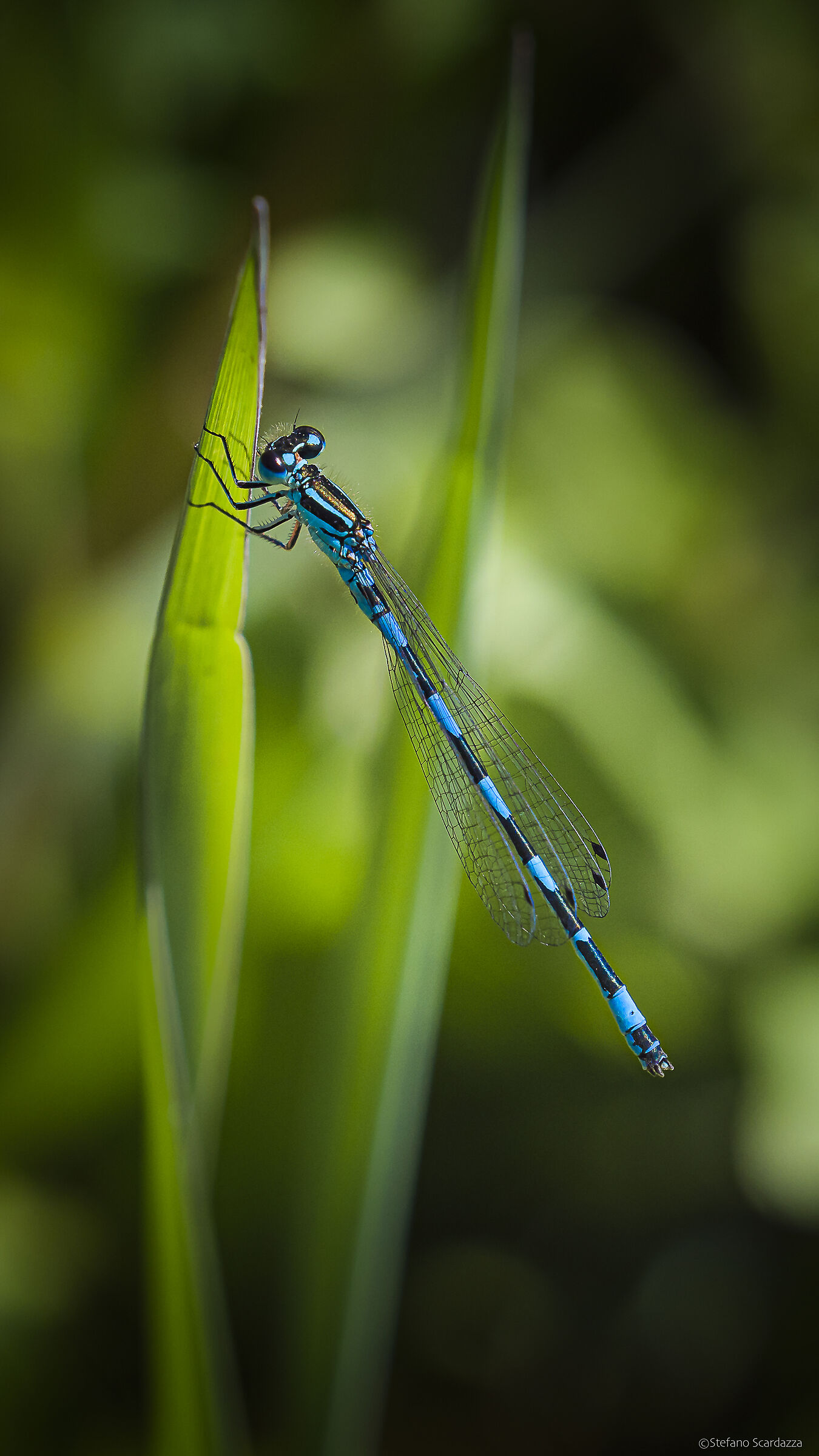 Coenagrion puella linnaeus