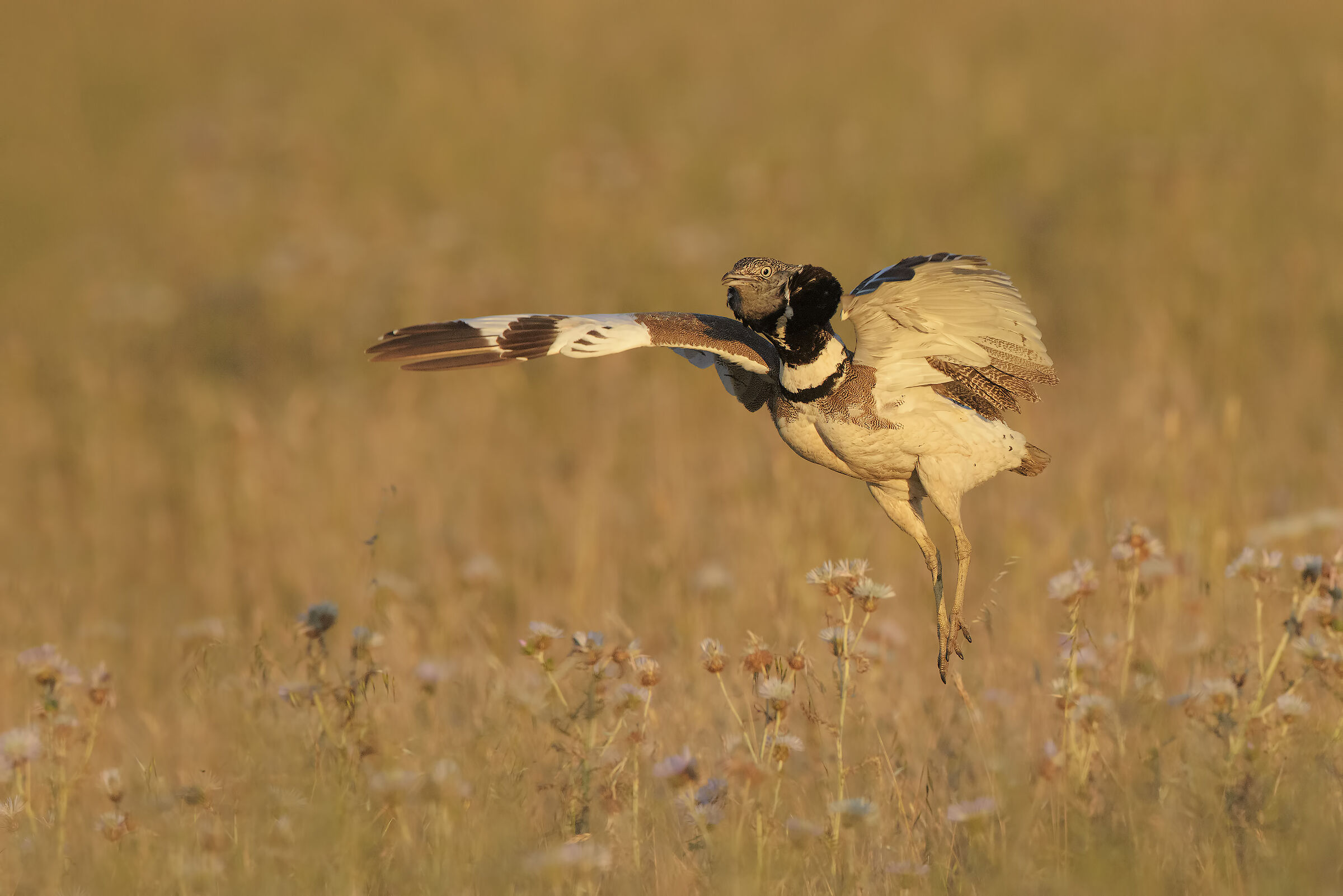 il salto della prataiola