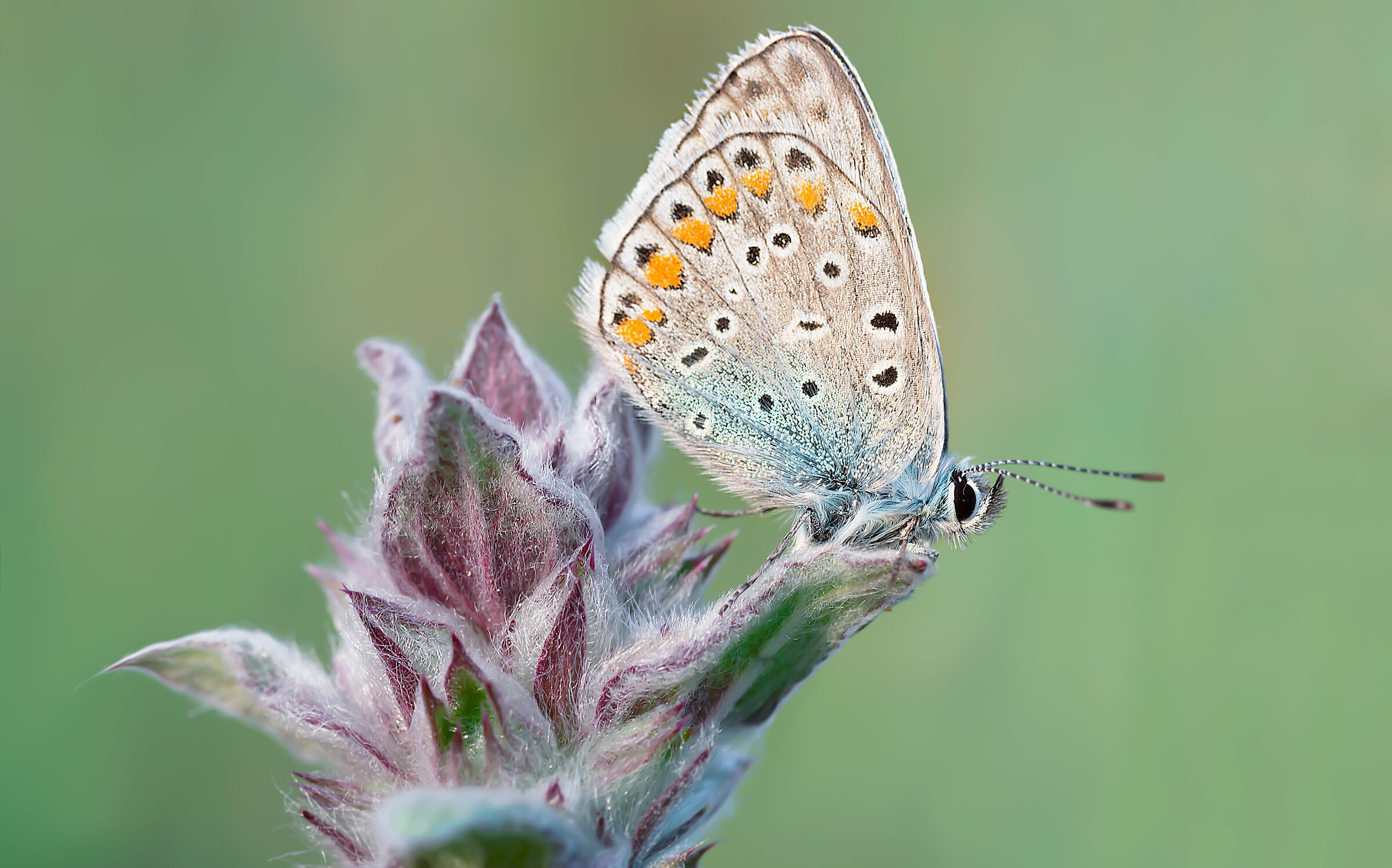 Lycaenidae Plebijides
