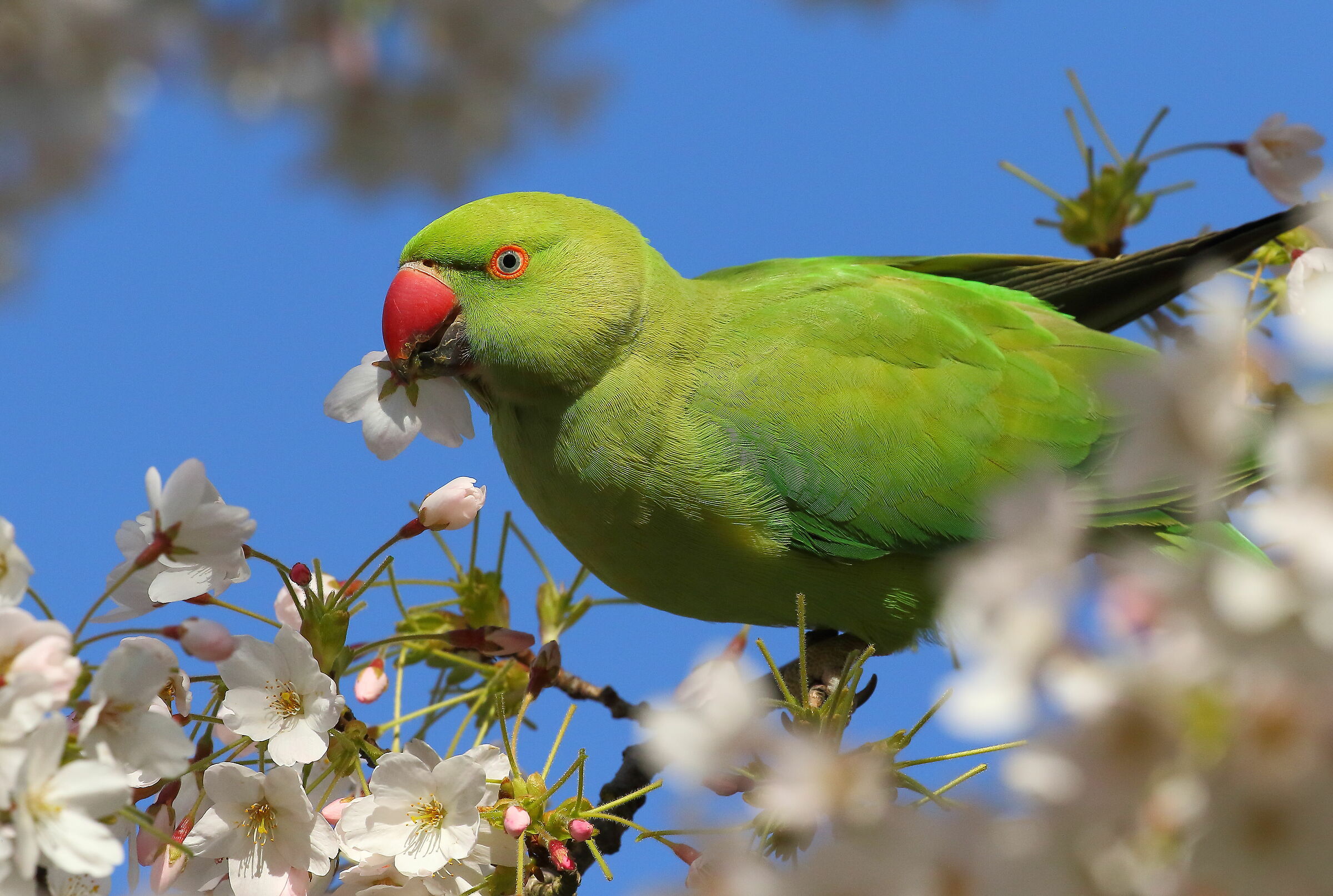 I caught a flower for you!