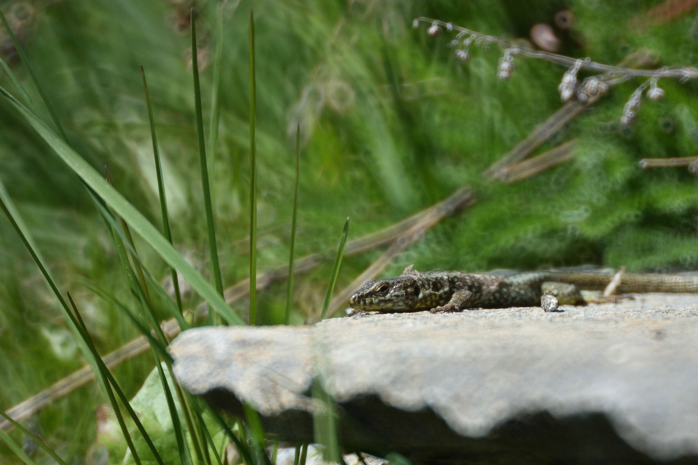lucertola e catadiottrico
