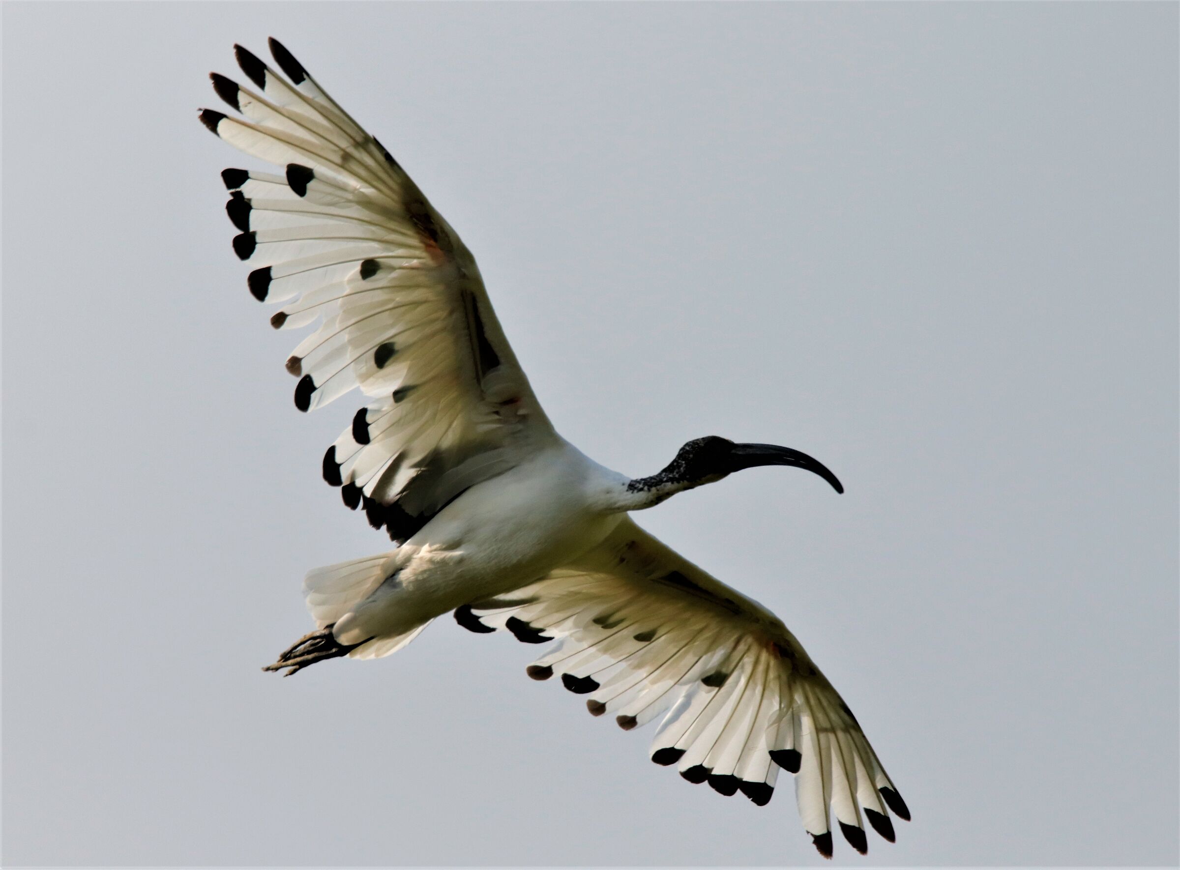 ibis in quota con forte vento