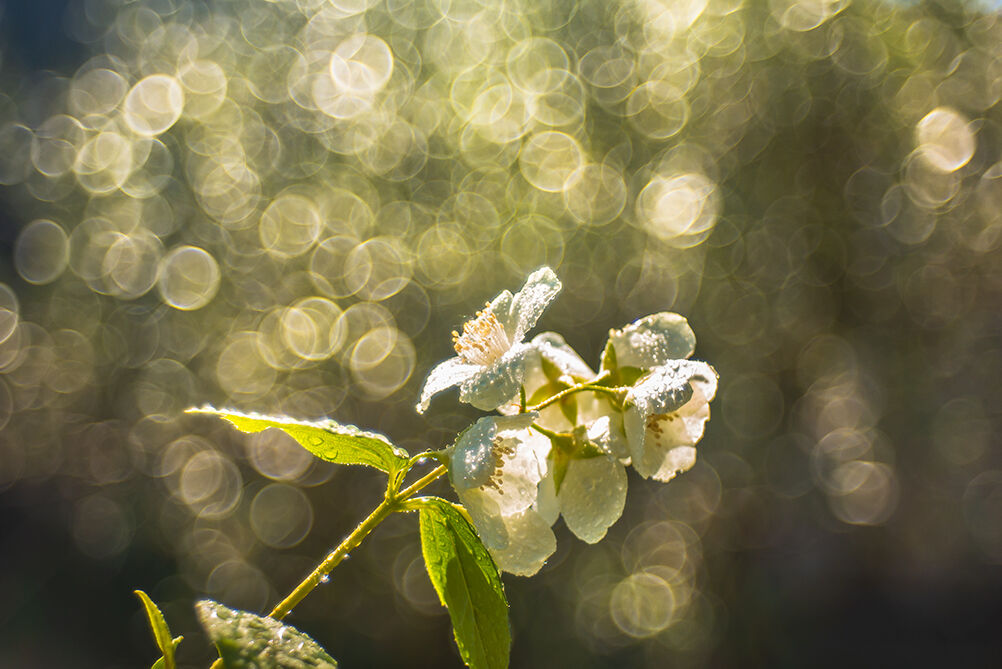 In love with the Trioplan