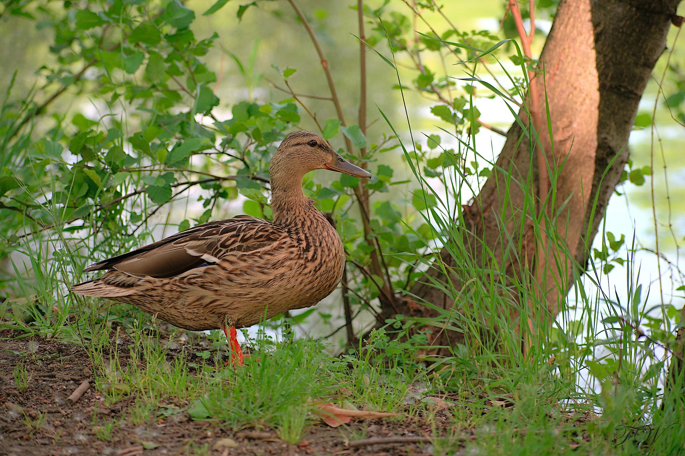 Female Royal German
