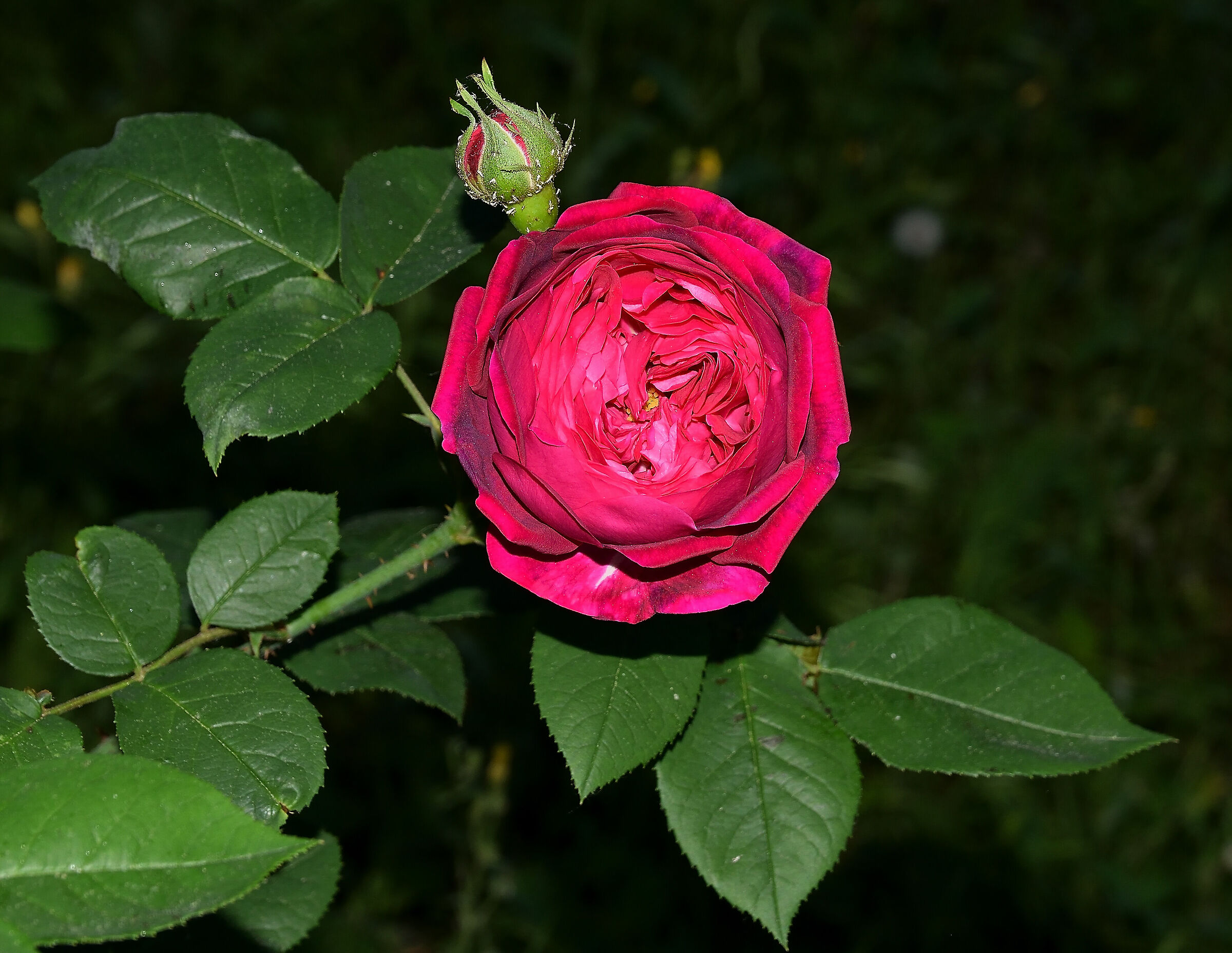 Prime rose 3