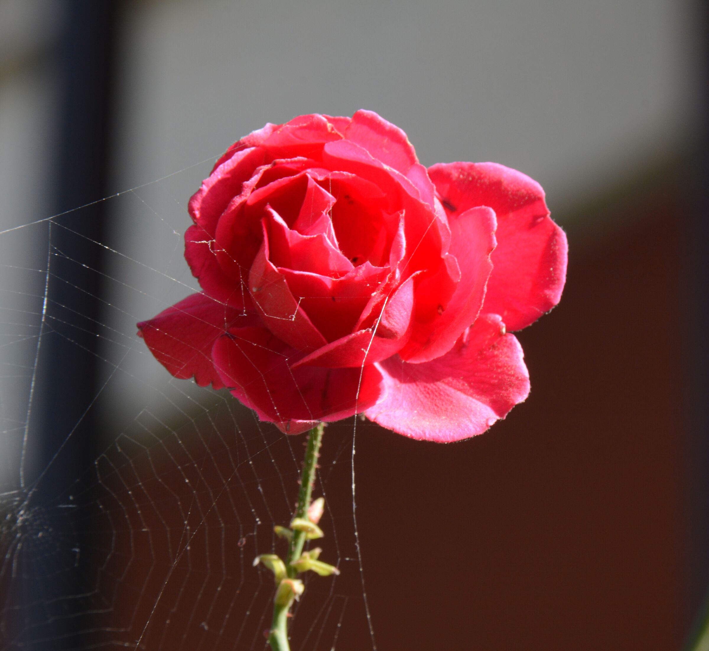 The Rose and the Canvas