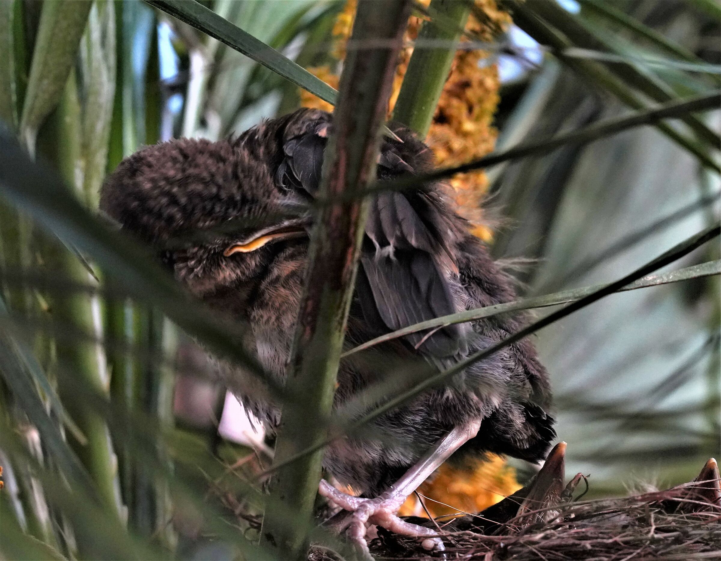 scratch before the first flight