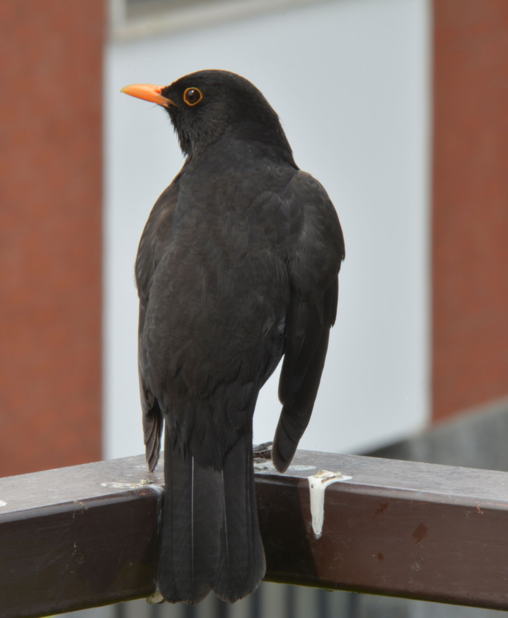 Rest of the blackbird