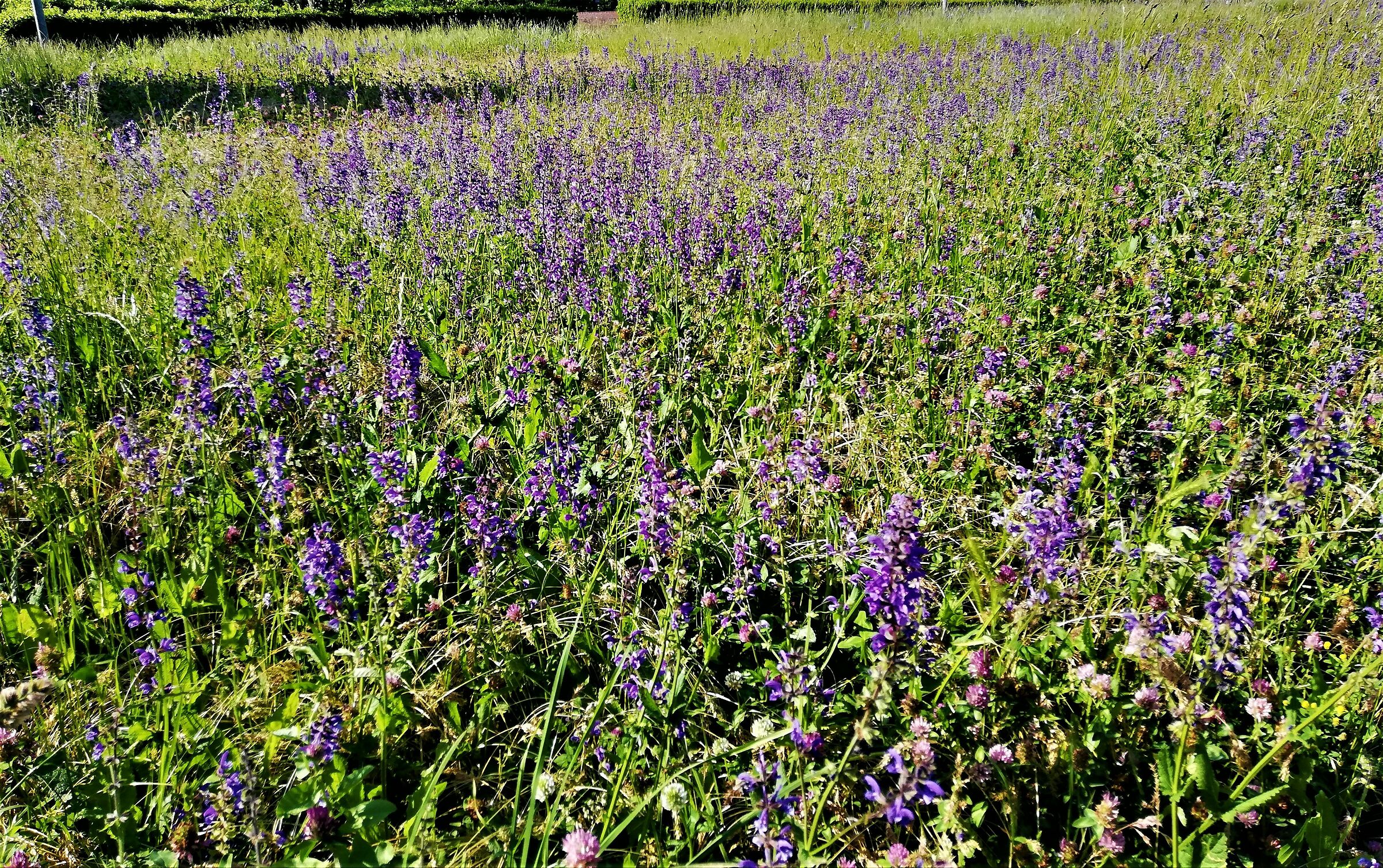fiori in tempo di 40ena..