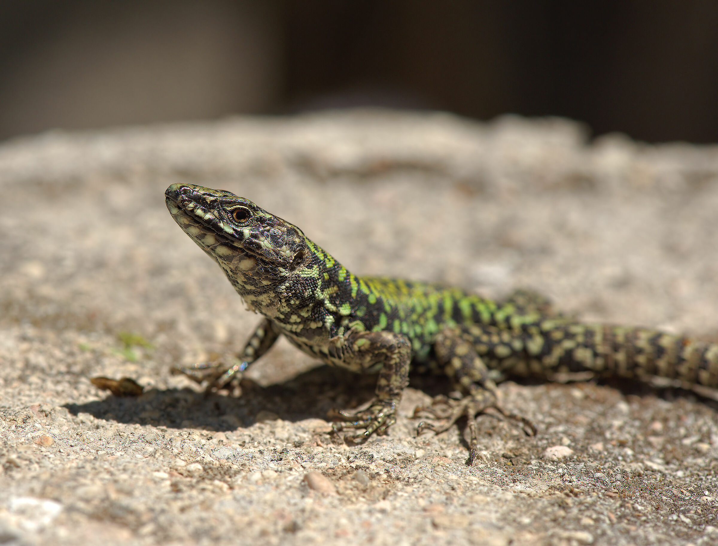 Male wall lizard