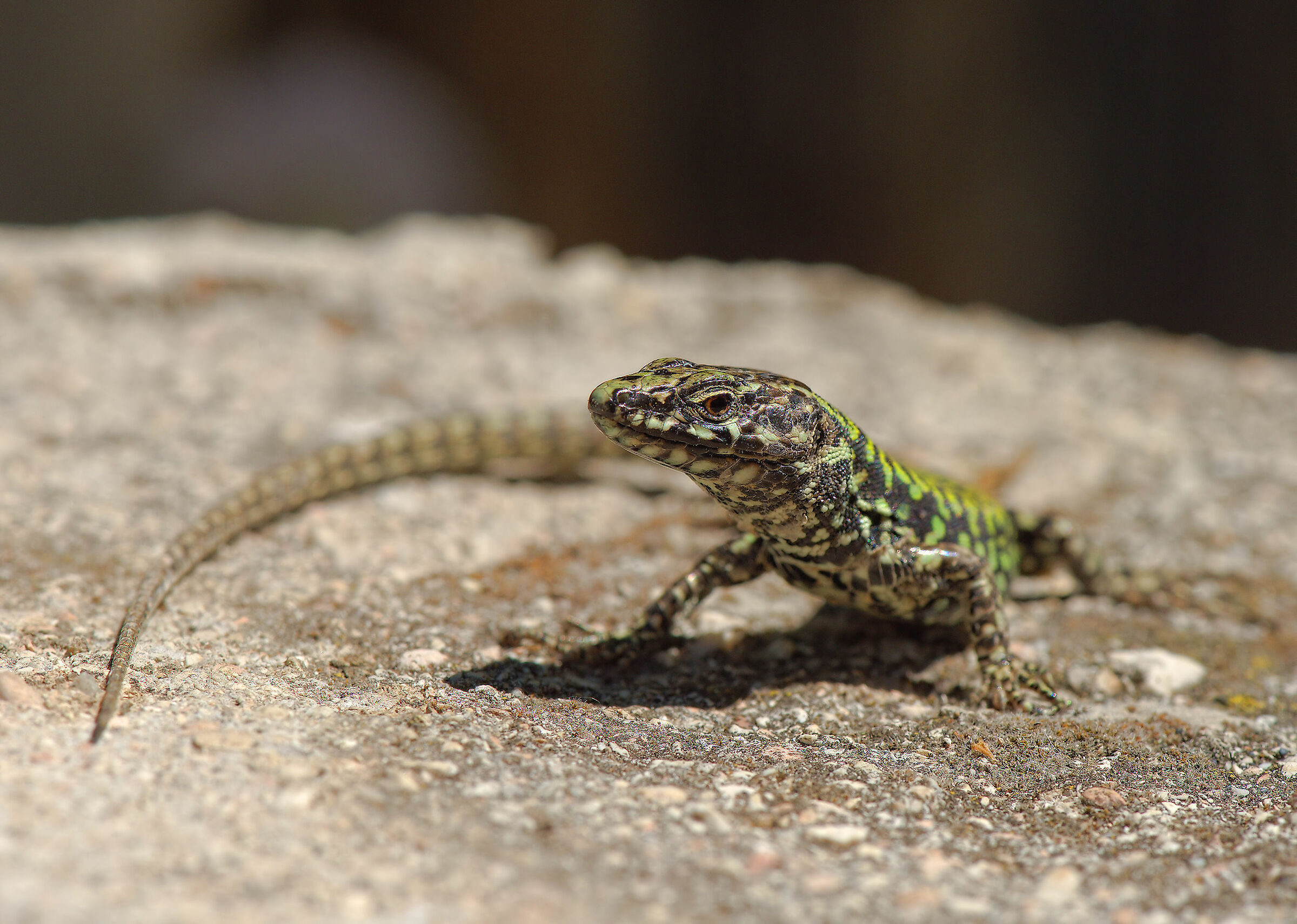 Male wall lizard