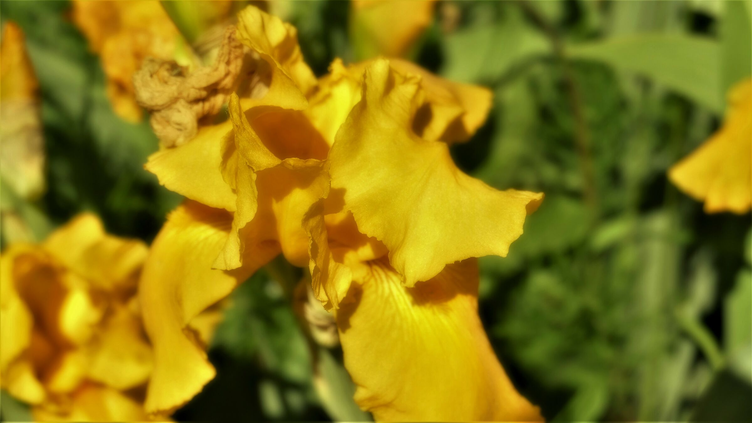 Yellow Iriris