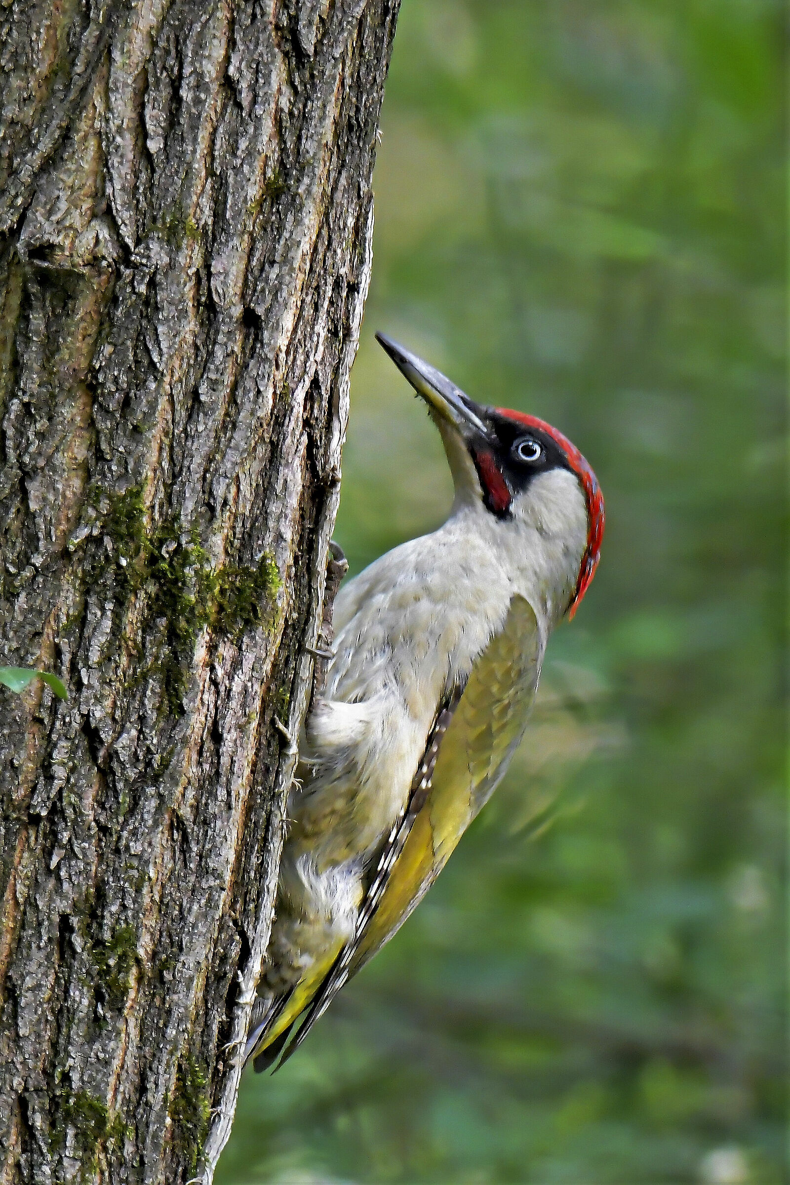 male green woodpecker in lipu oasis