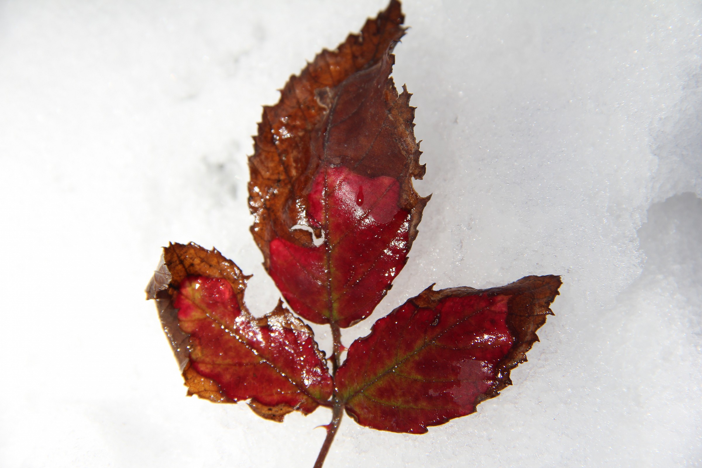 Red Leaf at rest
