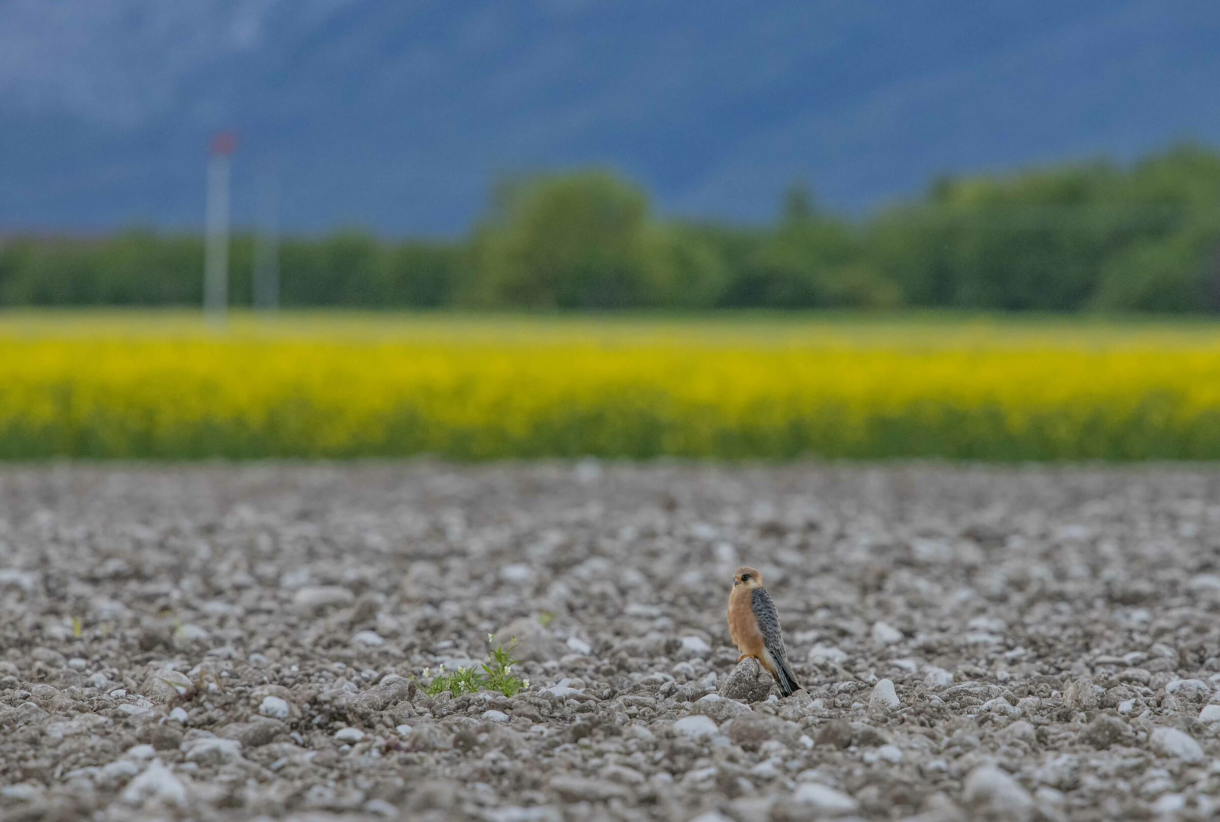 The falcon and the flower.