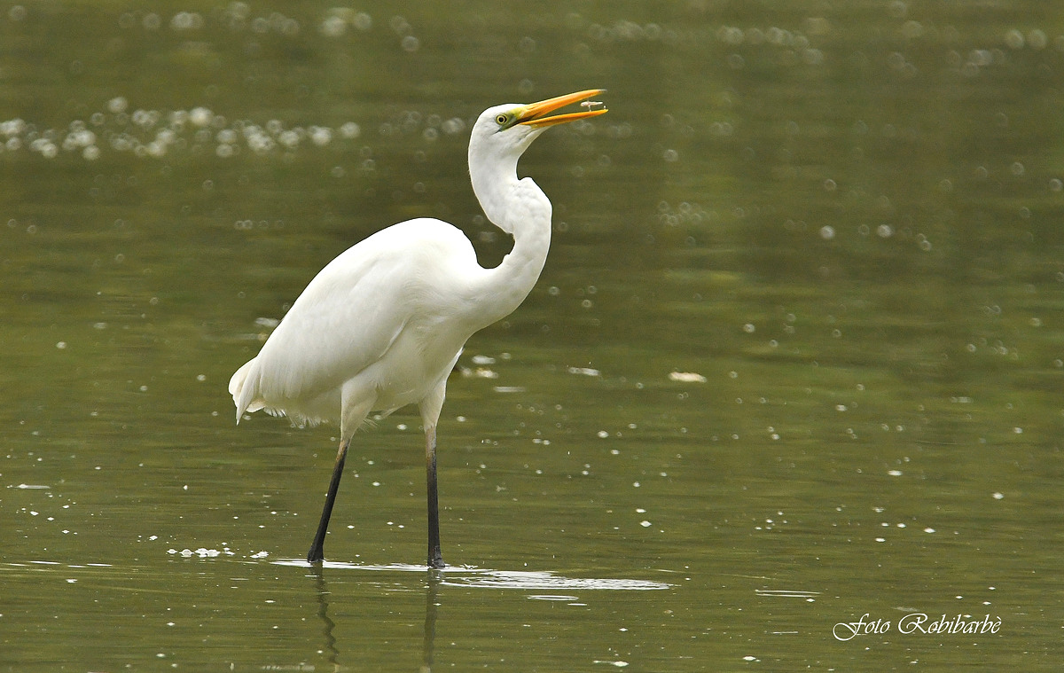 White heron. Fisherman...