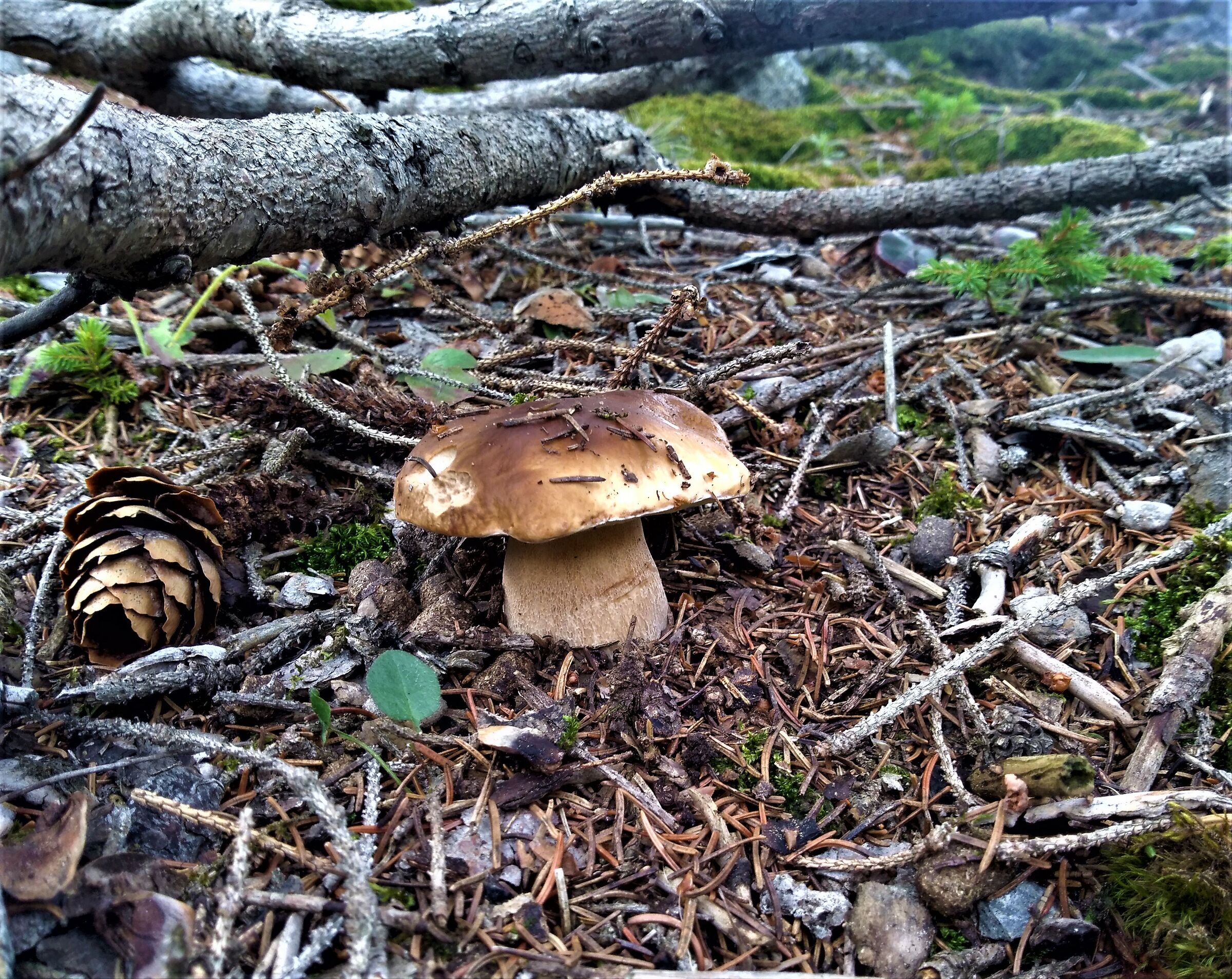 Boletus