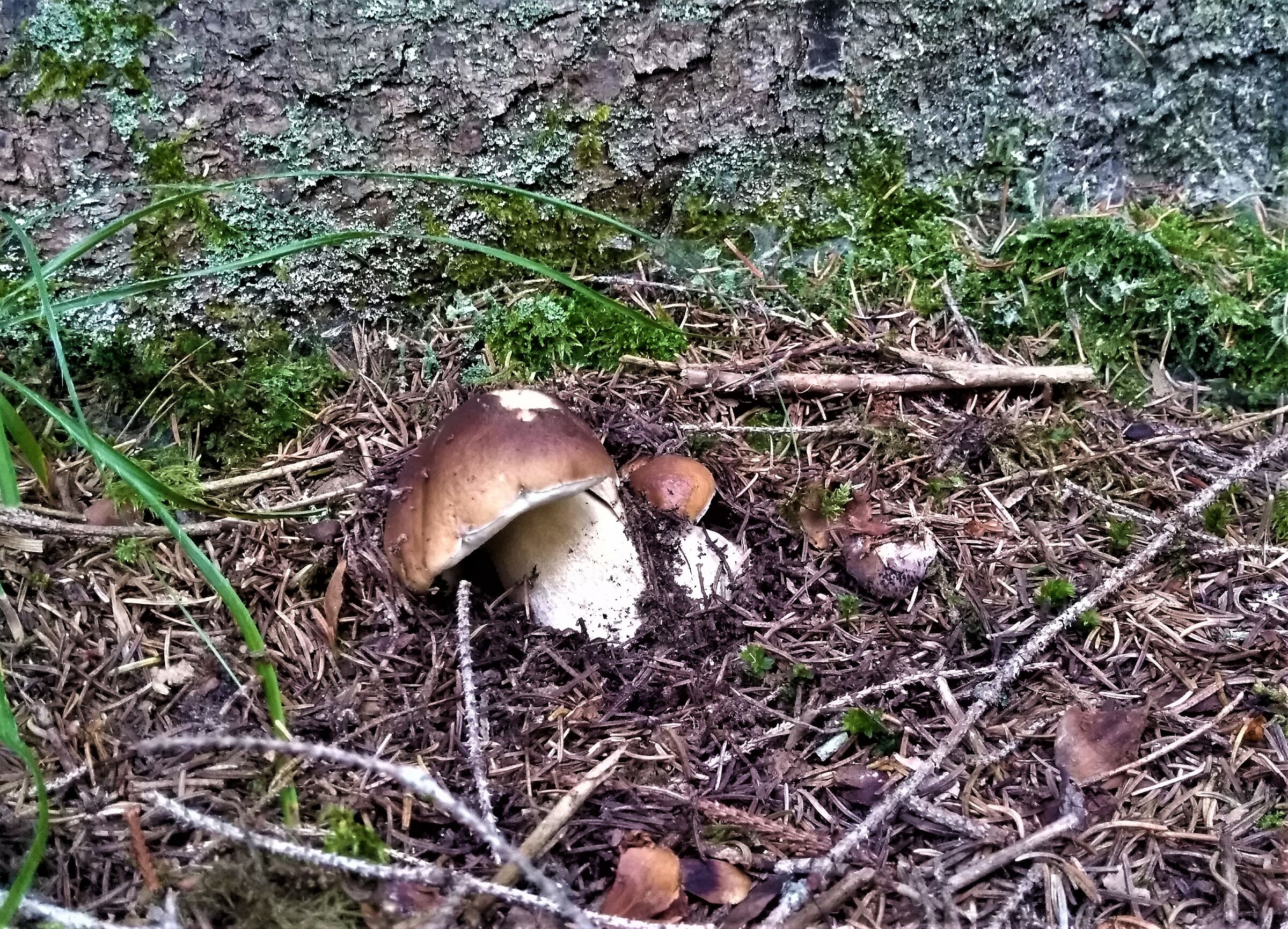 Boletus