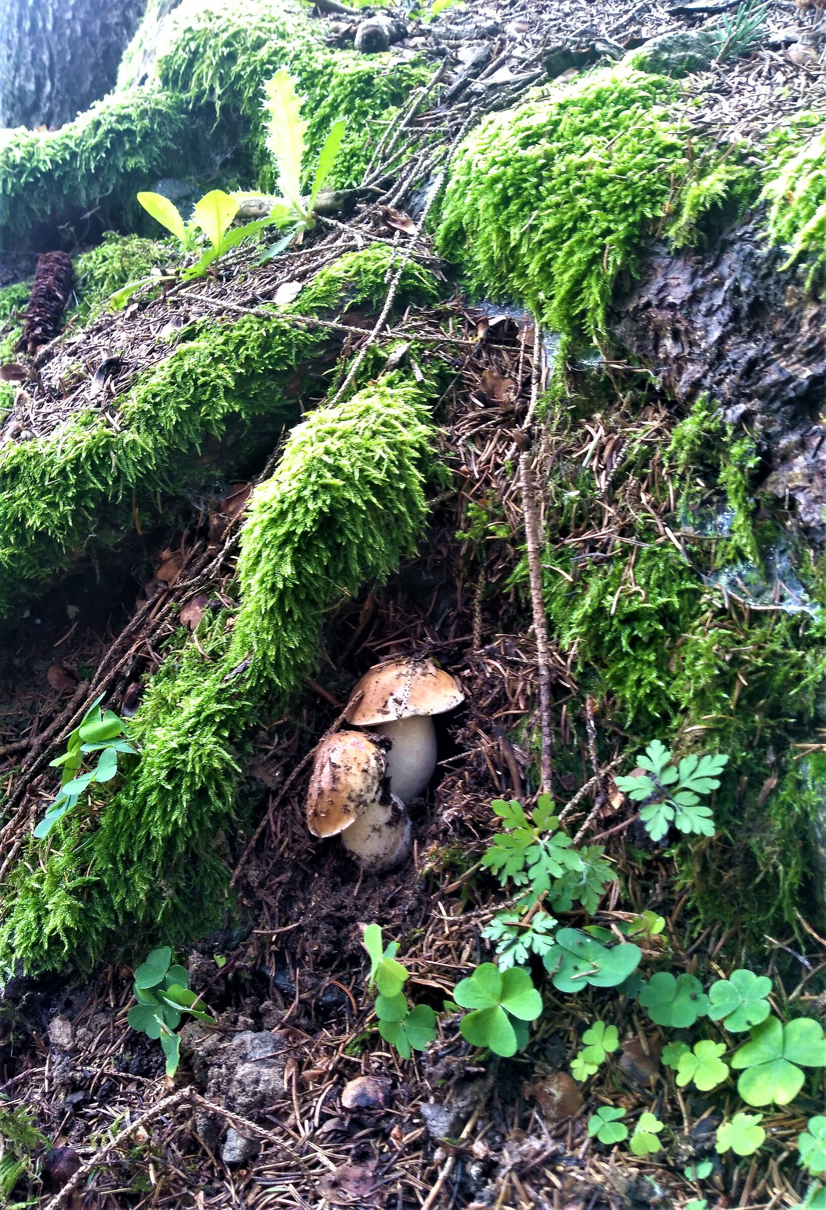 Boletus