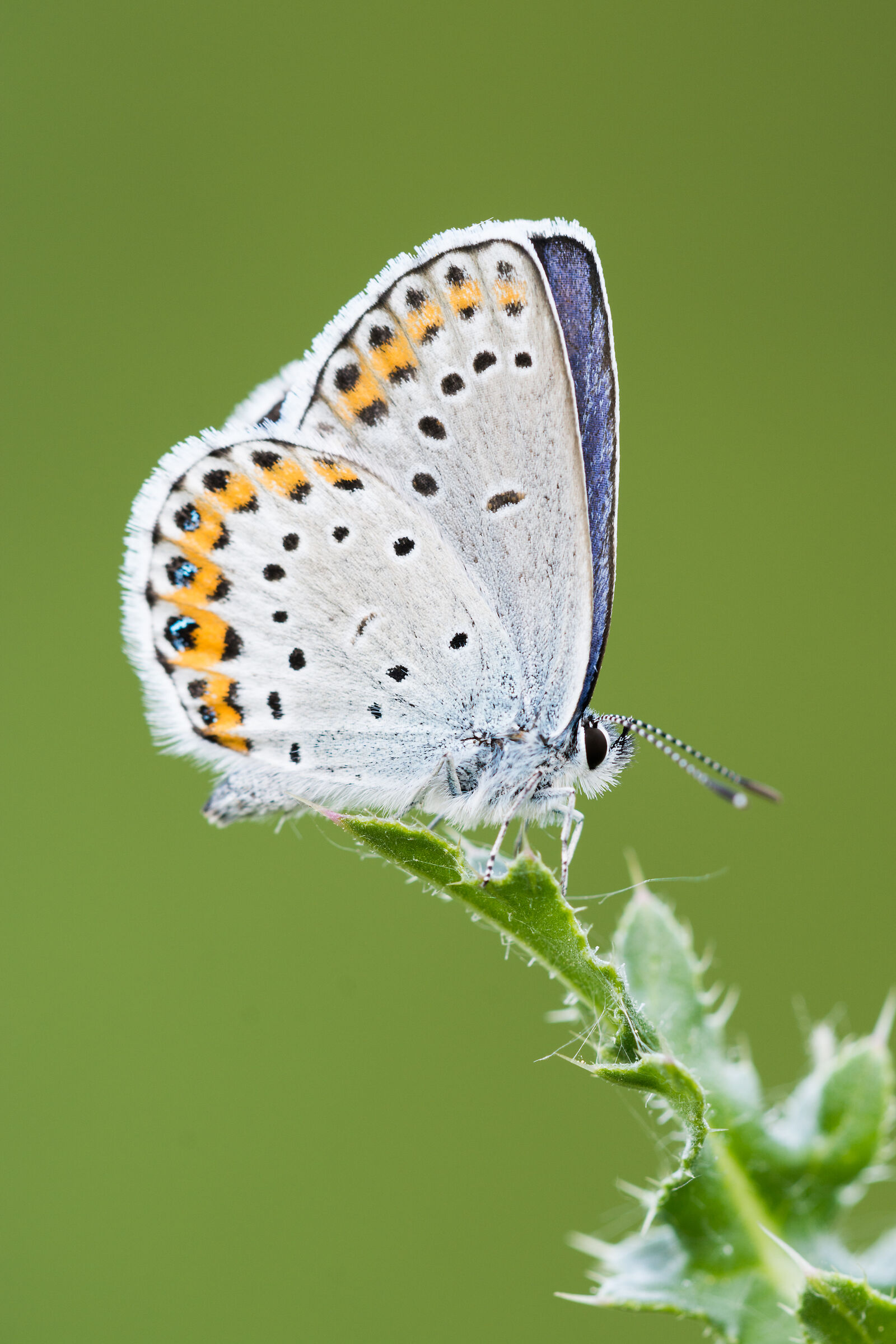Polyommatus bellargus