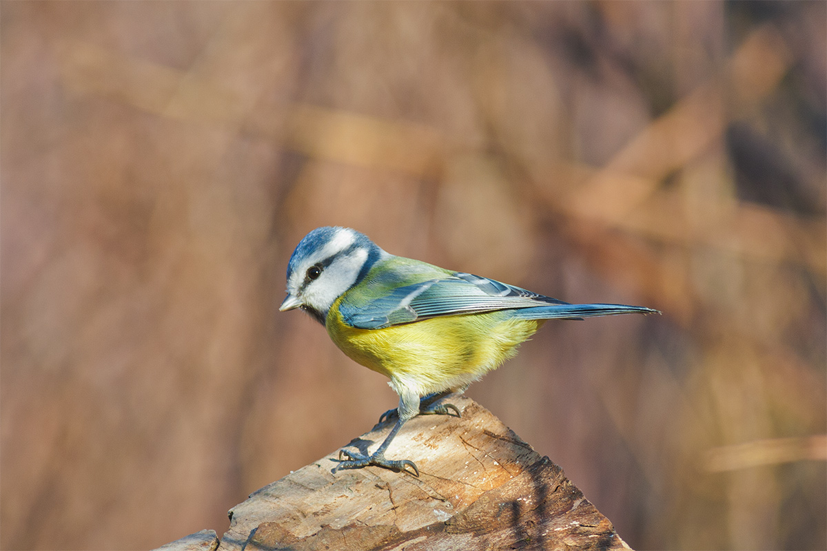 Blue Tit 3