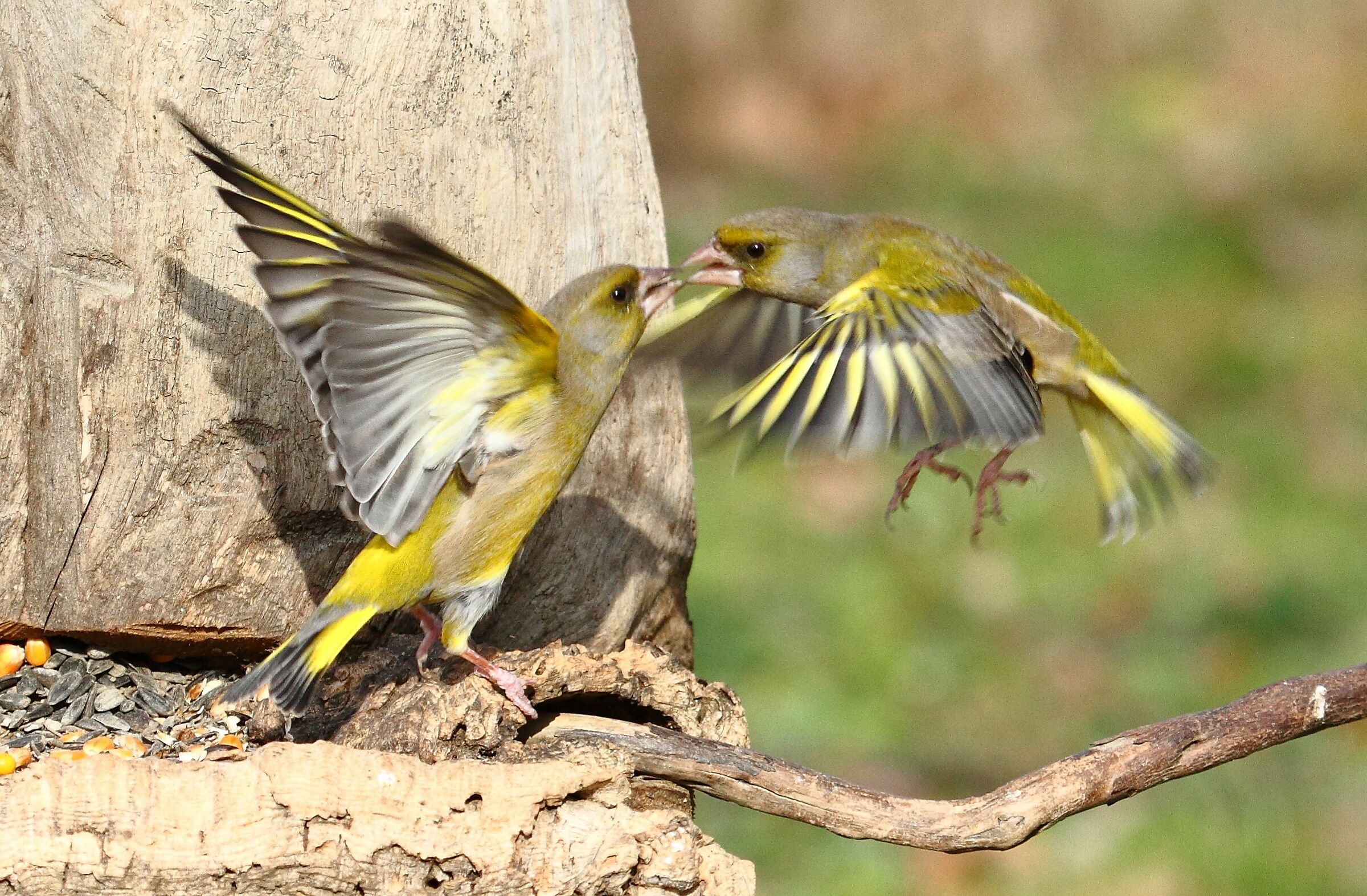 Diatribe tra Verdoni.