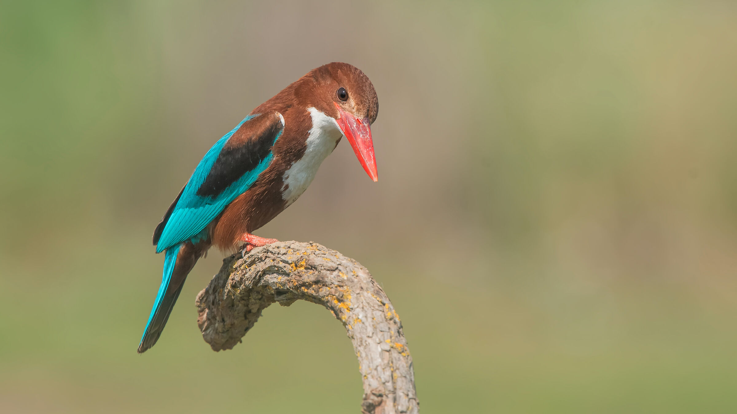 Halcyon smyrnensis - Kingfisher dalla gola bianca