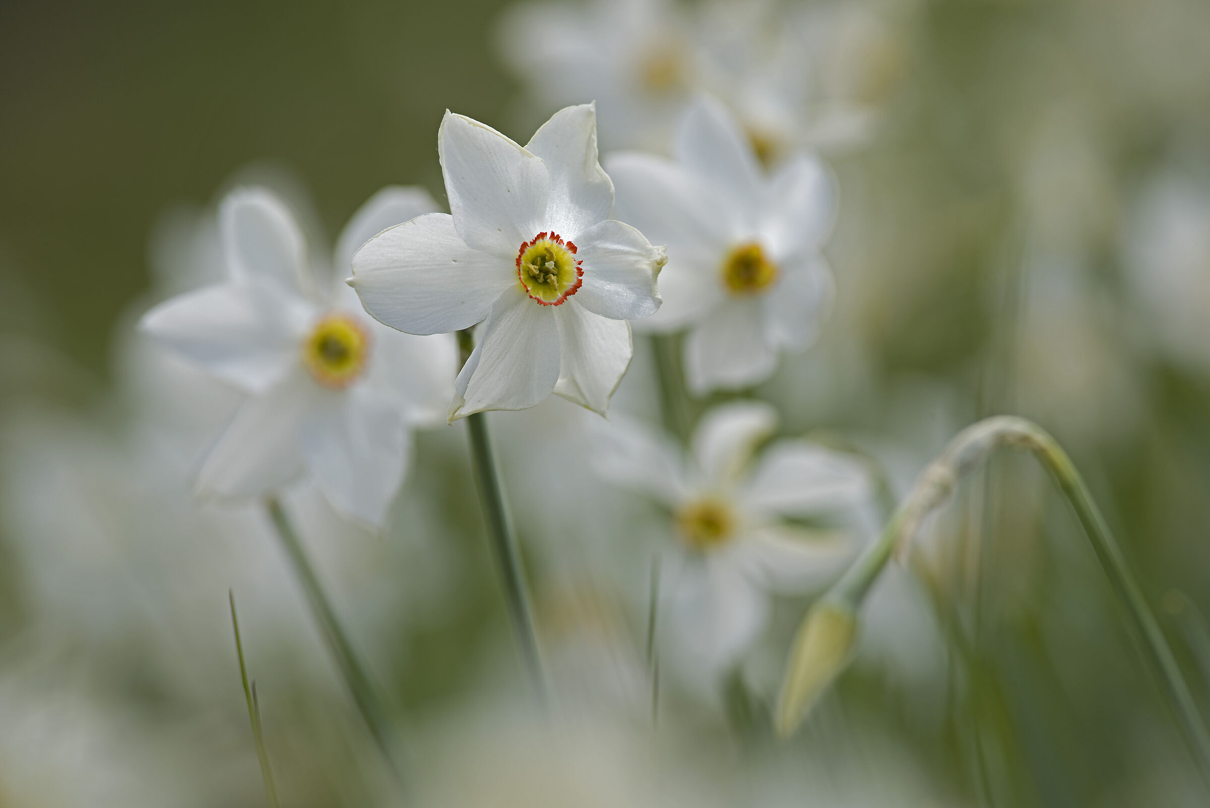 Narcisi