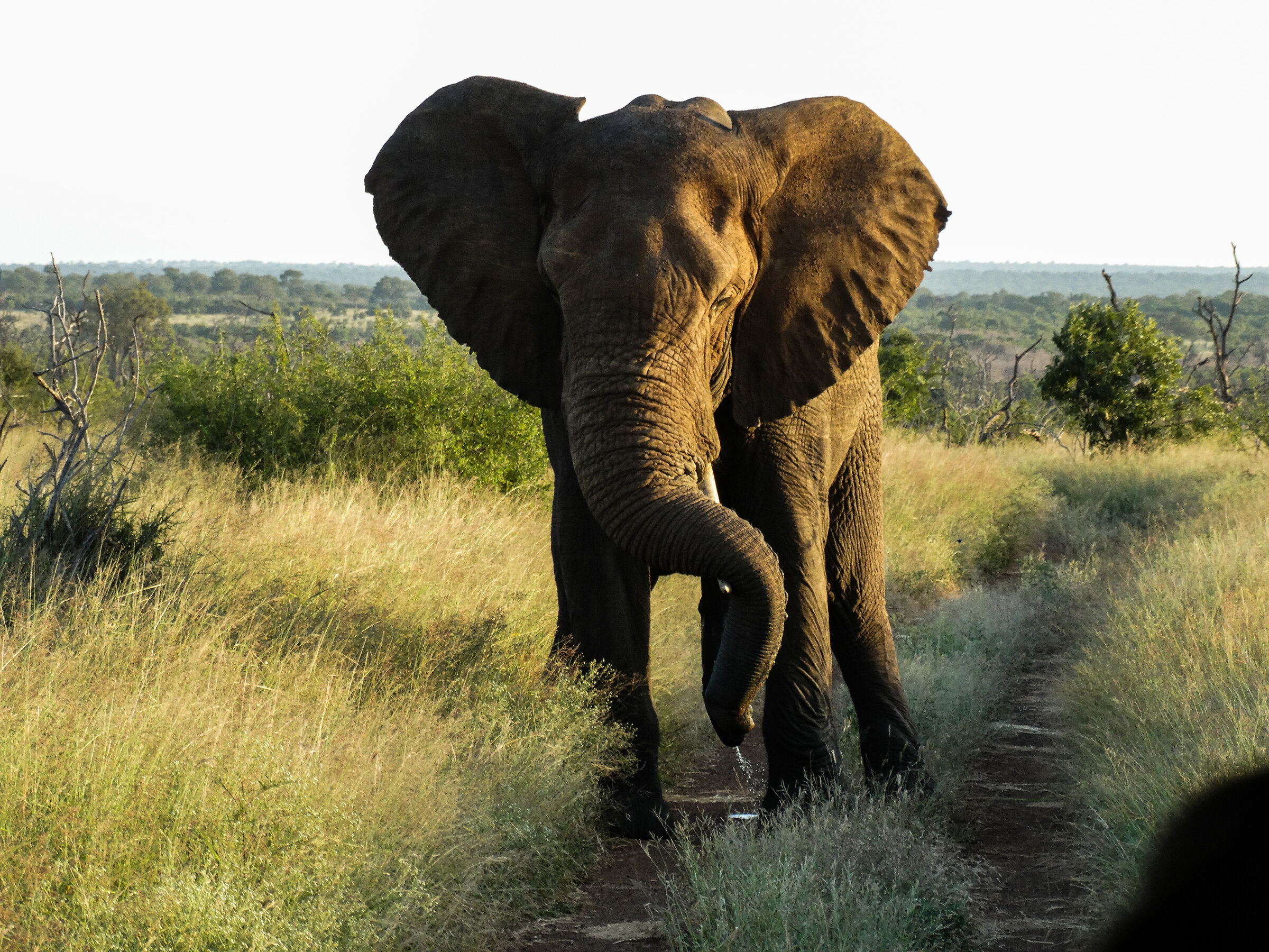 dumbo ci guarda in swaziland