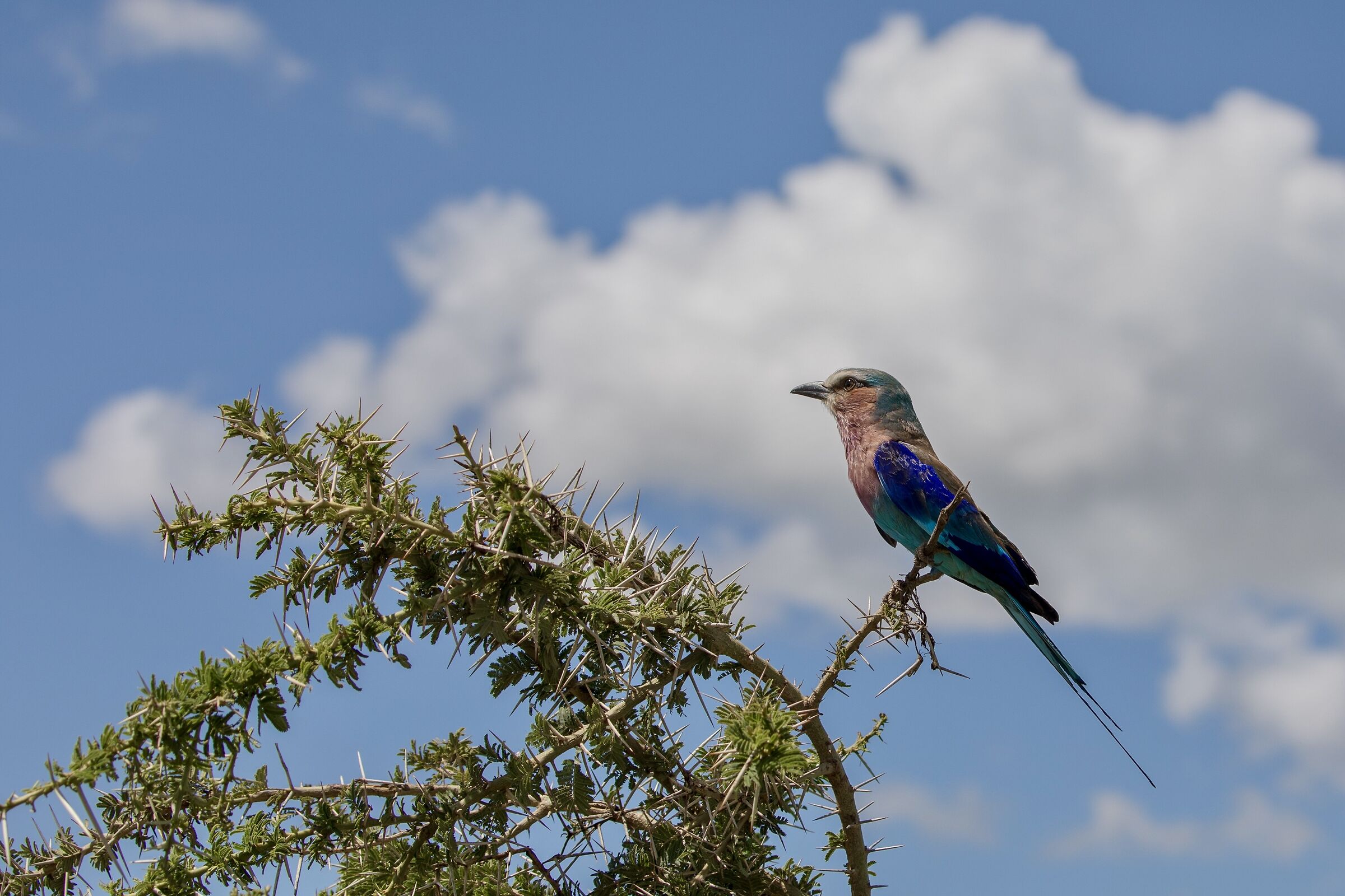 Lilac-breasted roller - Ghiandaia Marina pettolilla