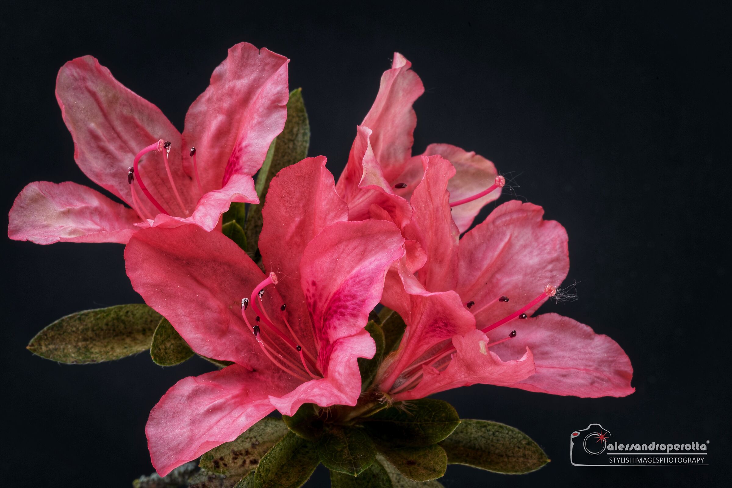 Azalea