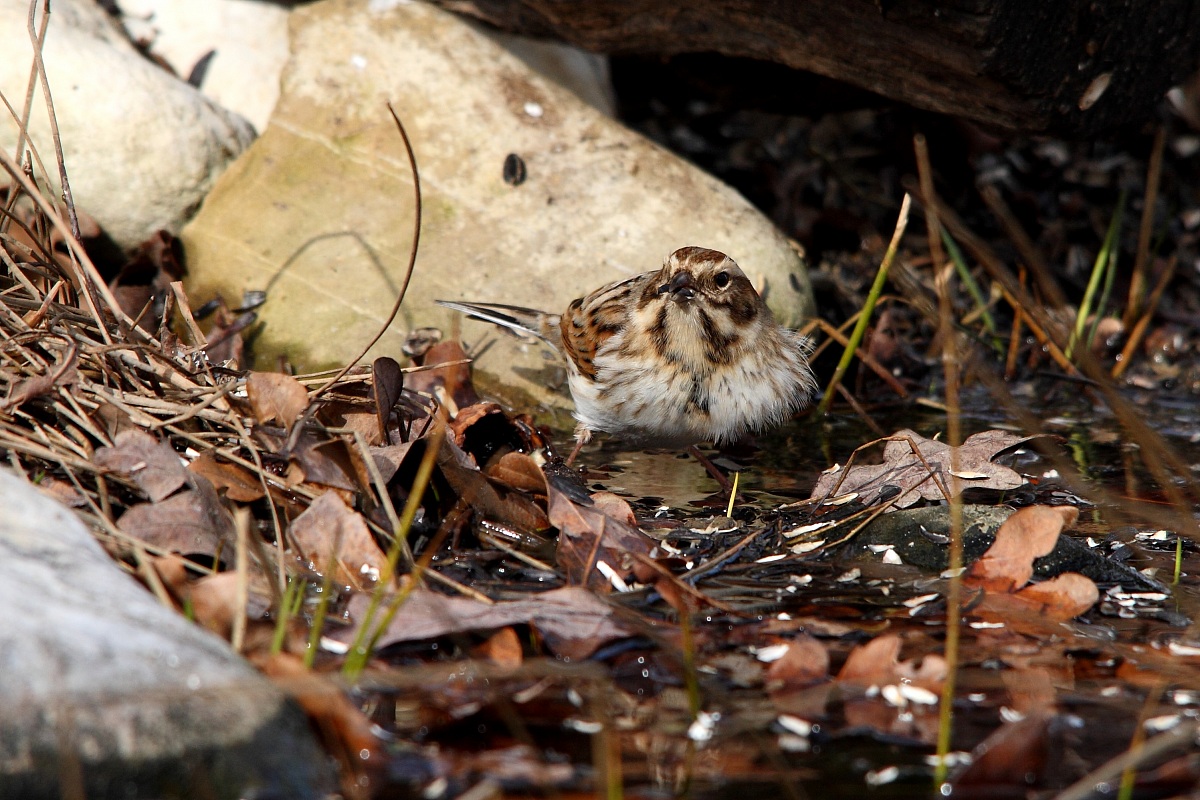 Migliarino di palude