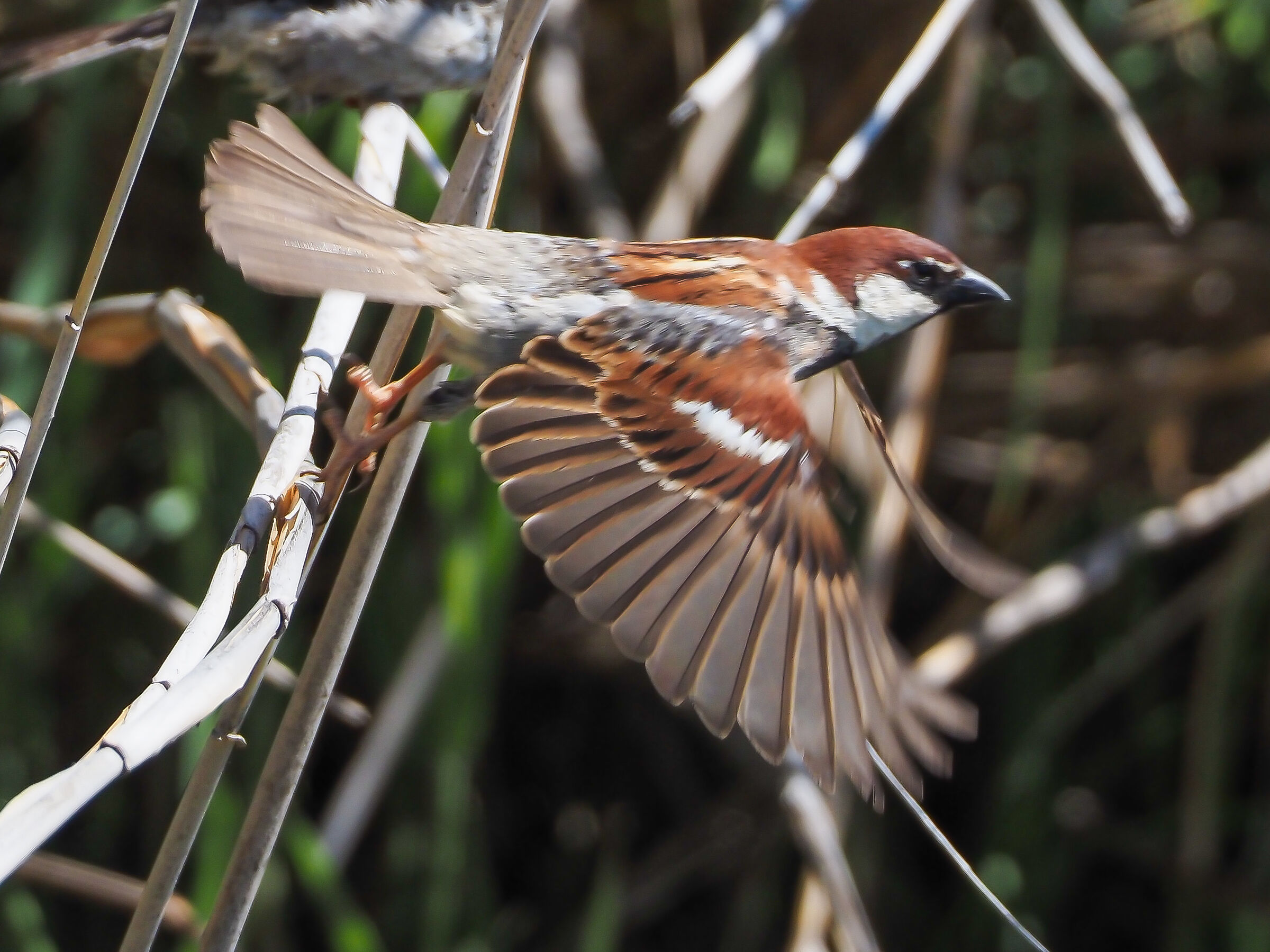 Male Sparrow