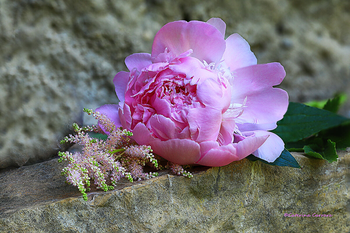 Peony
