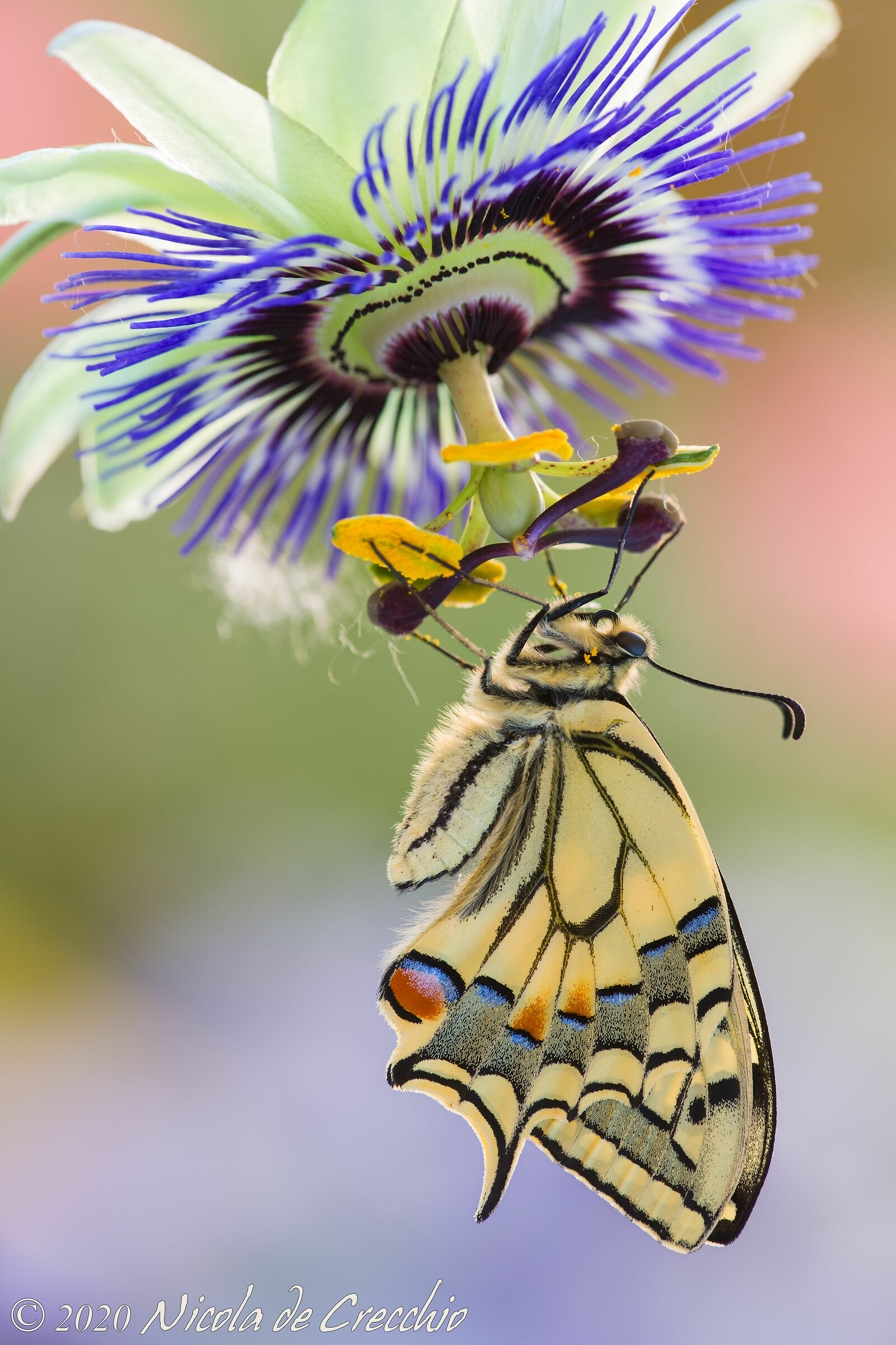 Sotto un grande ombrellone